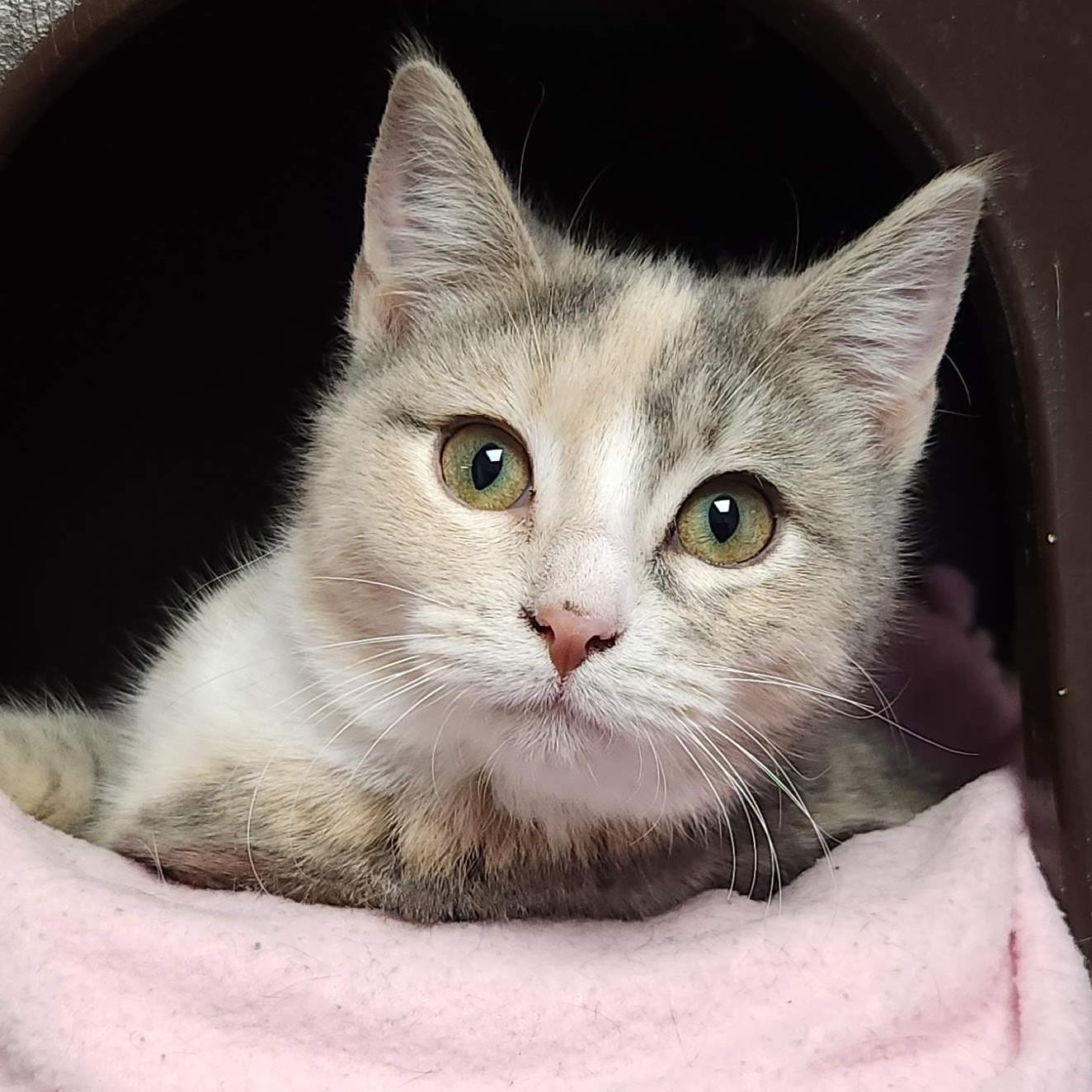 Dutch Apple, an adopted Dilute Calico in Marshfield, WI image 1/6
