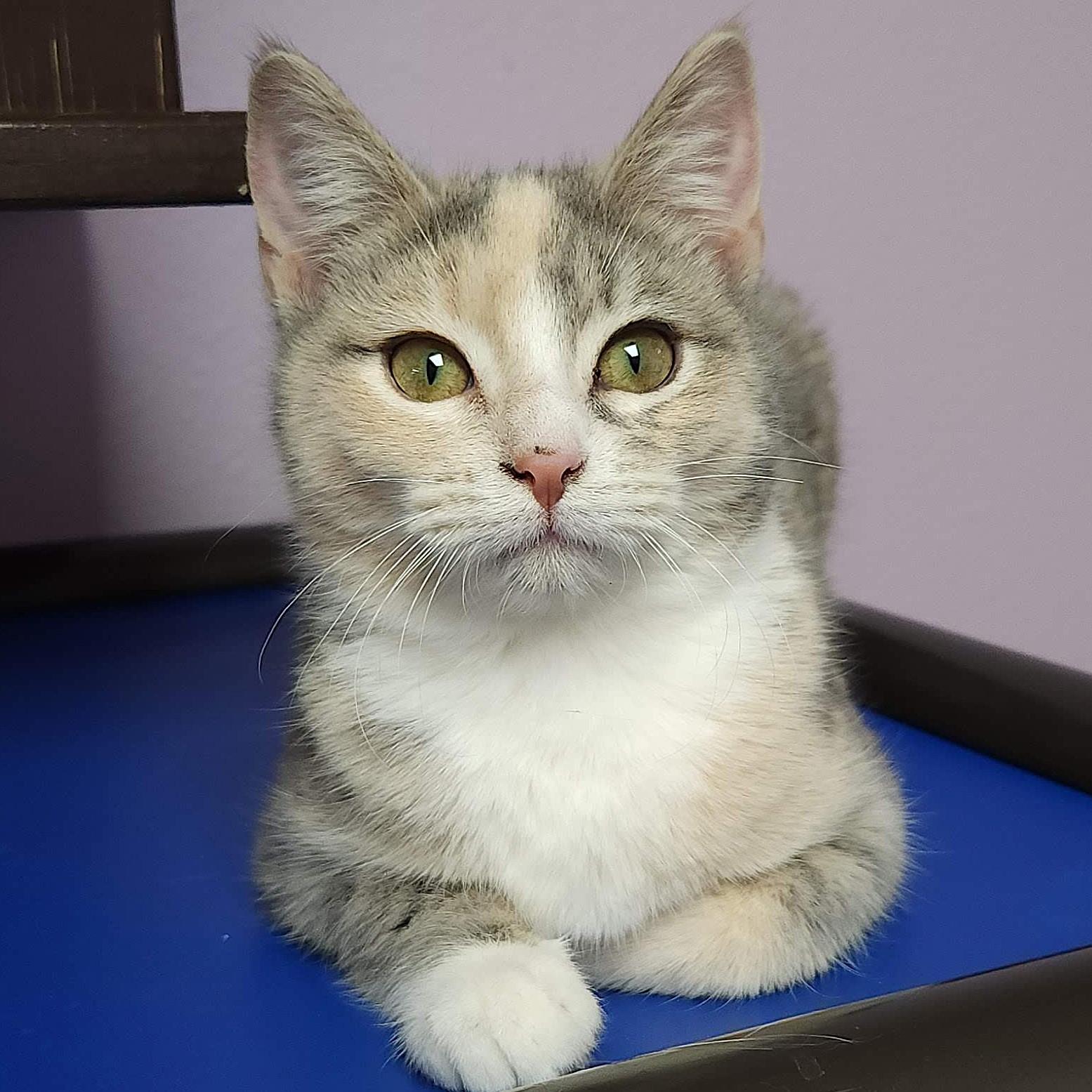 Dutch Apple, an adopted Dilute Calico in Marshfield, WI image 4/6