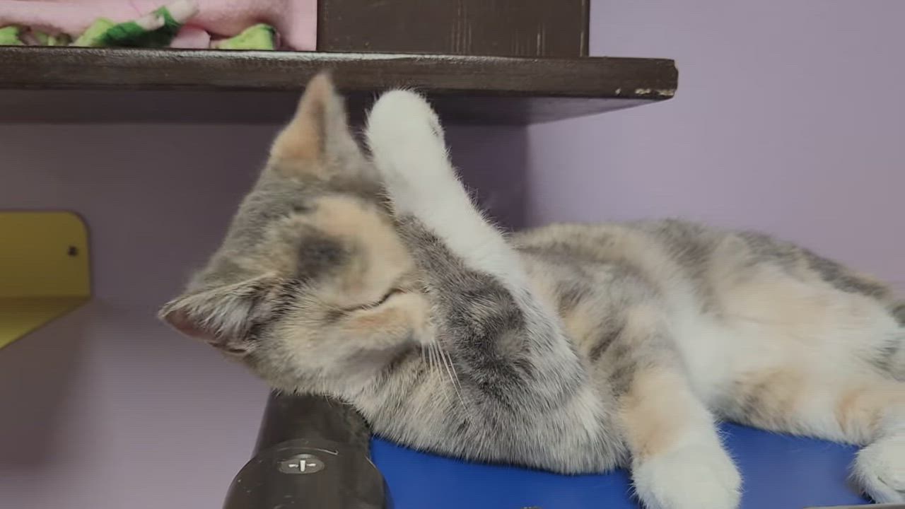 Enlarge Dutch Apple, an adopted Dilute Calico in Marshfield, WI video 6/6