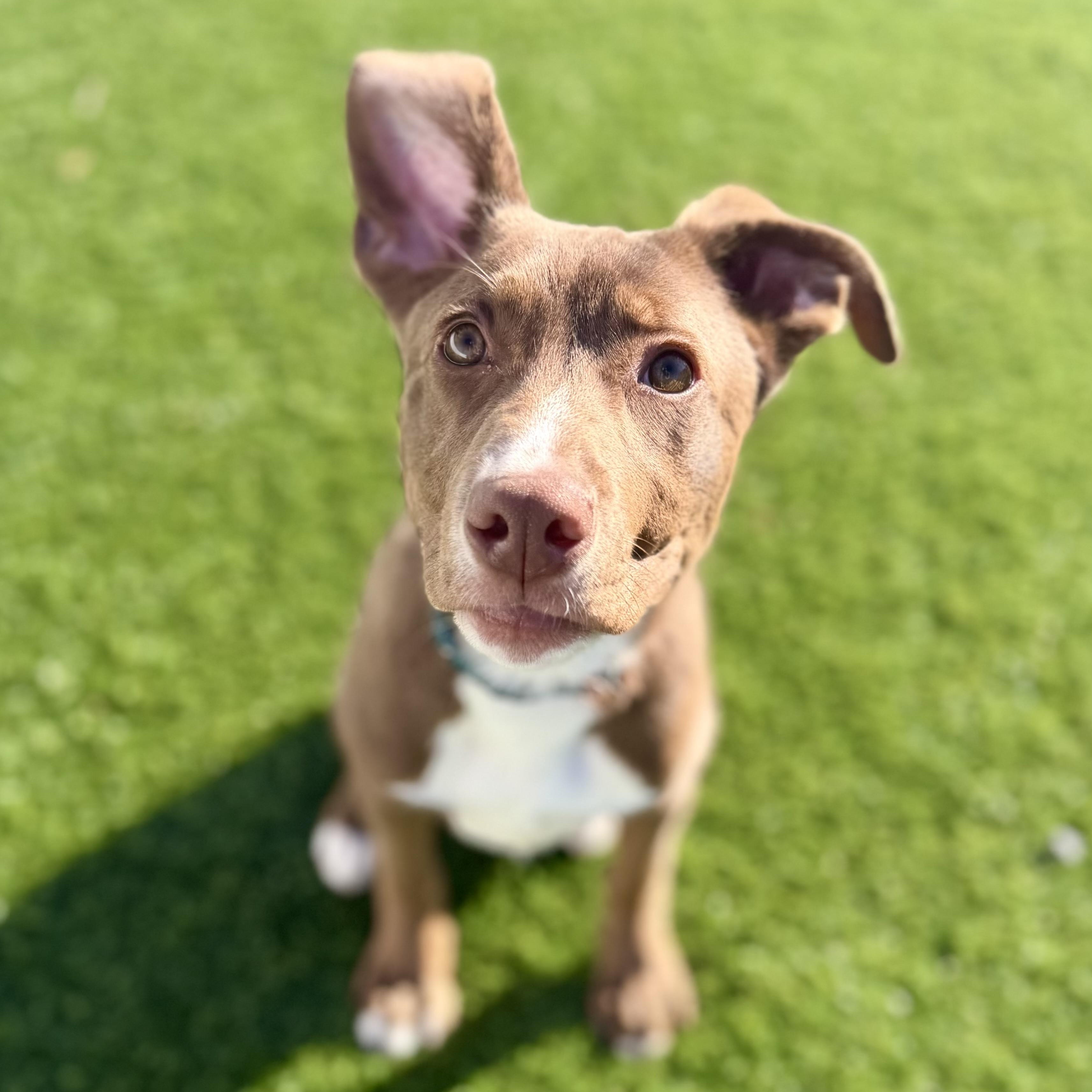 Enlarge MARLOW, a Adoptable mixed breed in Cranston, RI image 1/4