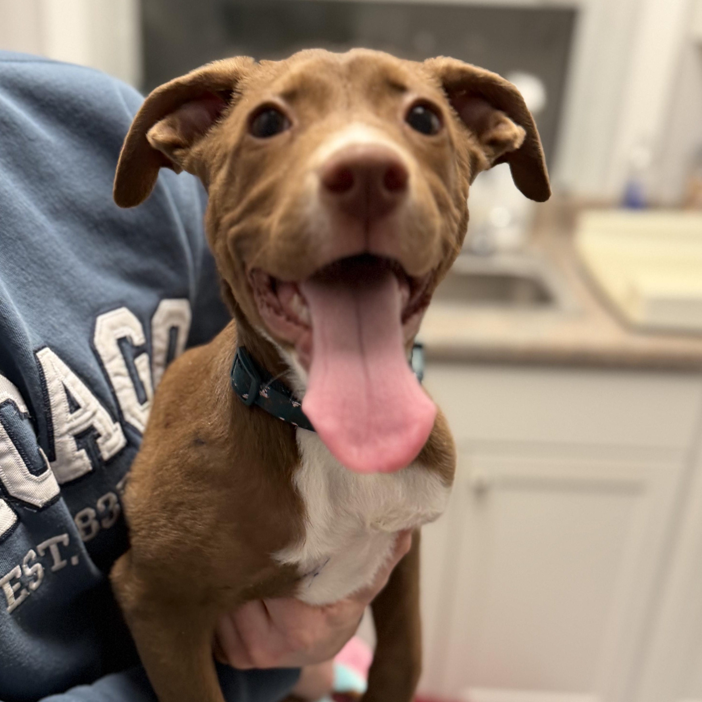 Enlarge MARLOW, a Adoptable mixed breed in Cranston, RI image 3/4