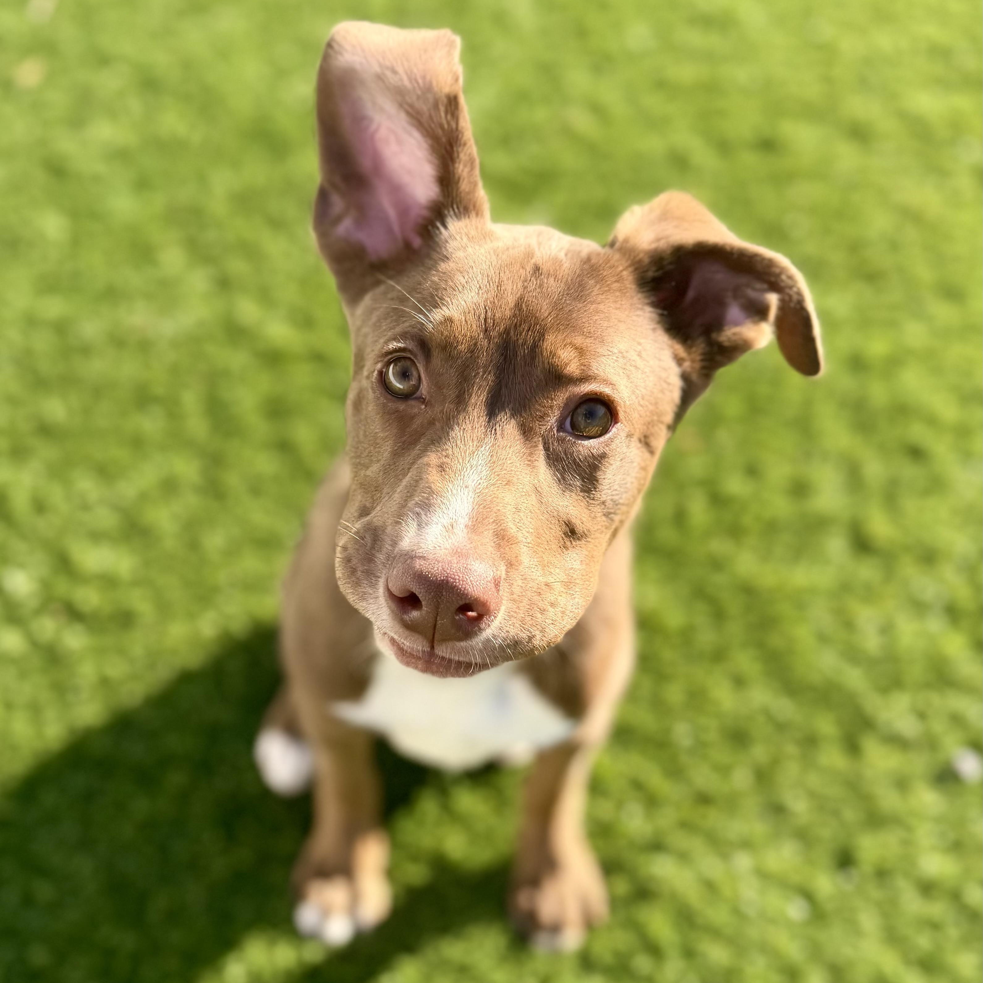 Enlarge MARLOW, a Adoptable mixed breed in Cranston, RI image 2/4