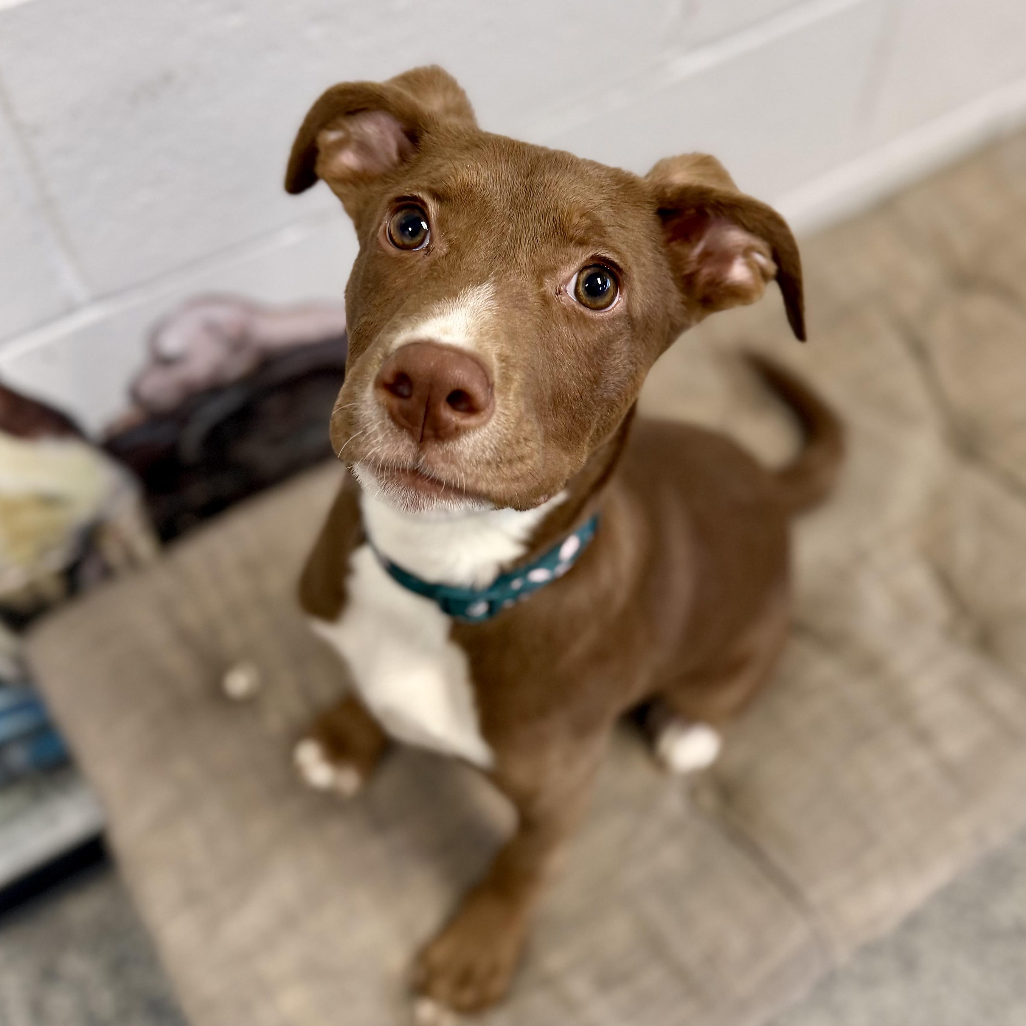 Enlarge MARLOW, a Adoptable mixed breed in Cranston, RI image 4/4