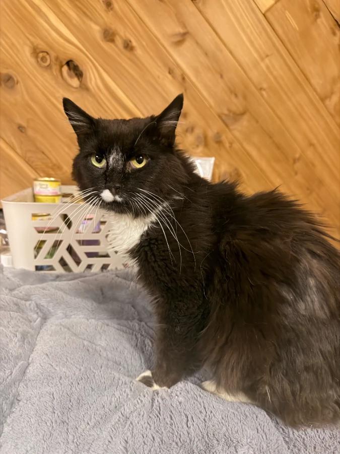 Enlarge Roscoe, a Adoptable Domestic Medium Hair in Romney, WV image 2/2