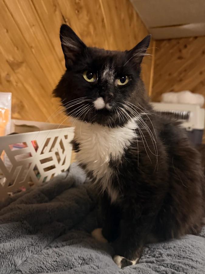 Enlarge Roscoe, a Adoptable Domestic Medium Hair in Romney, WV image 1/2