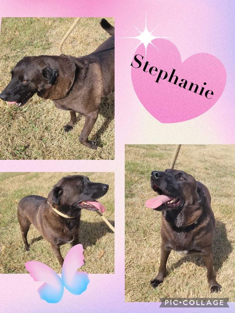 Stephanie, Adoptable, Adult Female Labrador Retriever.