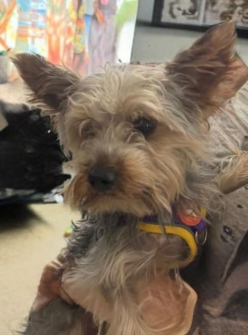 Prince, an adopted Yorkshire Terrier in Glendale, NY image 2/2