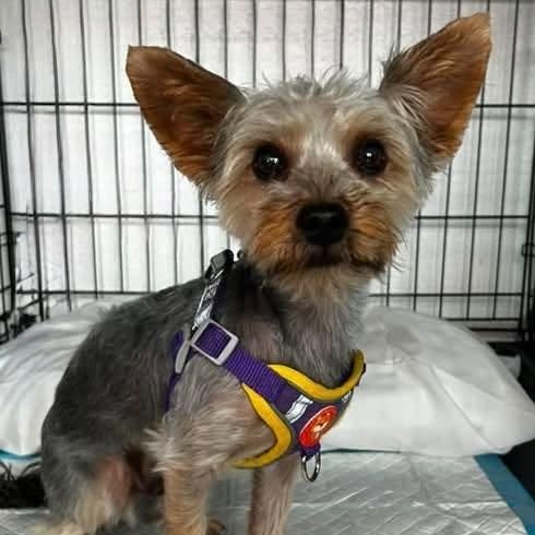 Prince, adopted, Adult Male Yorkshire Terrier.