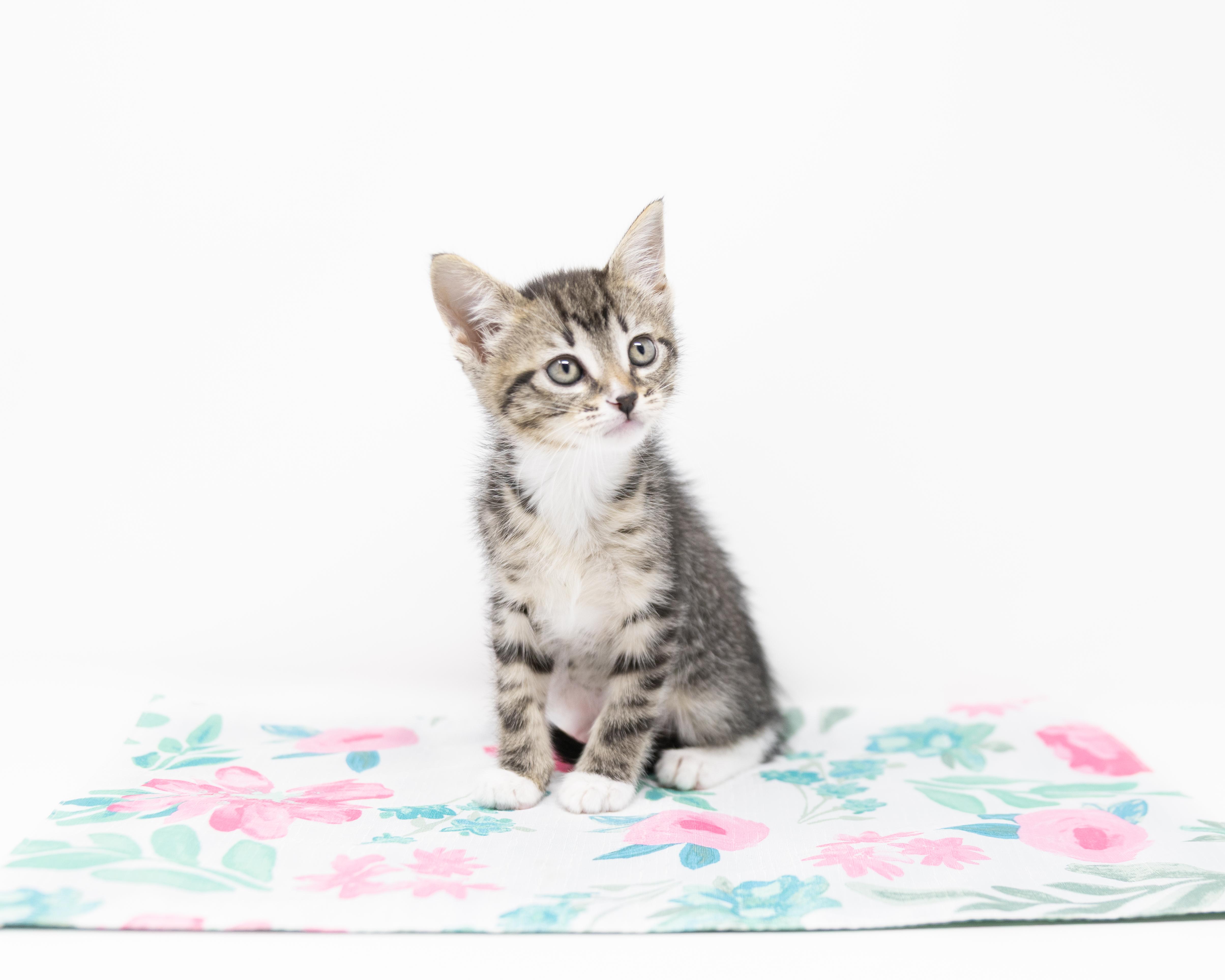 Enlarge Dr. Mel, a Adoptable Tabby in Fort Worth, TX image 6/6