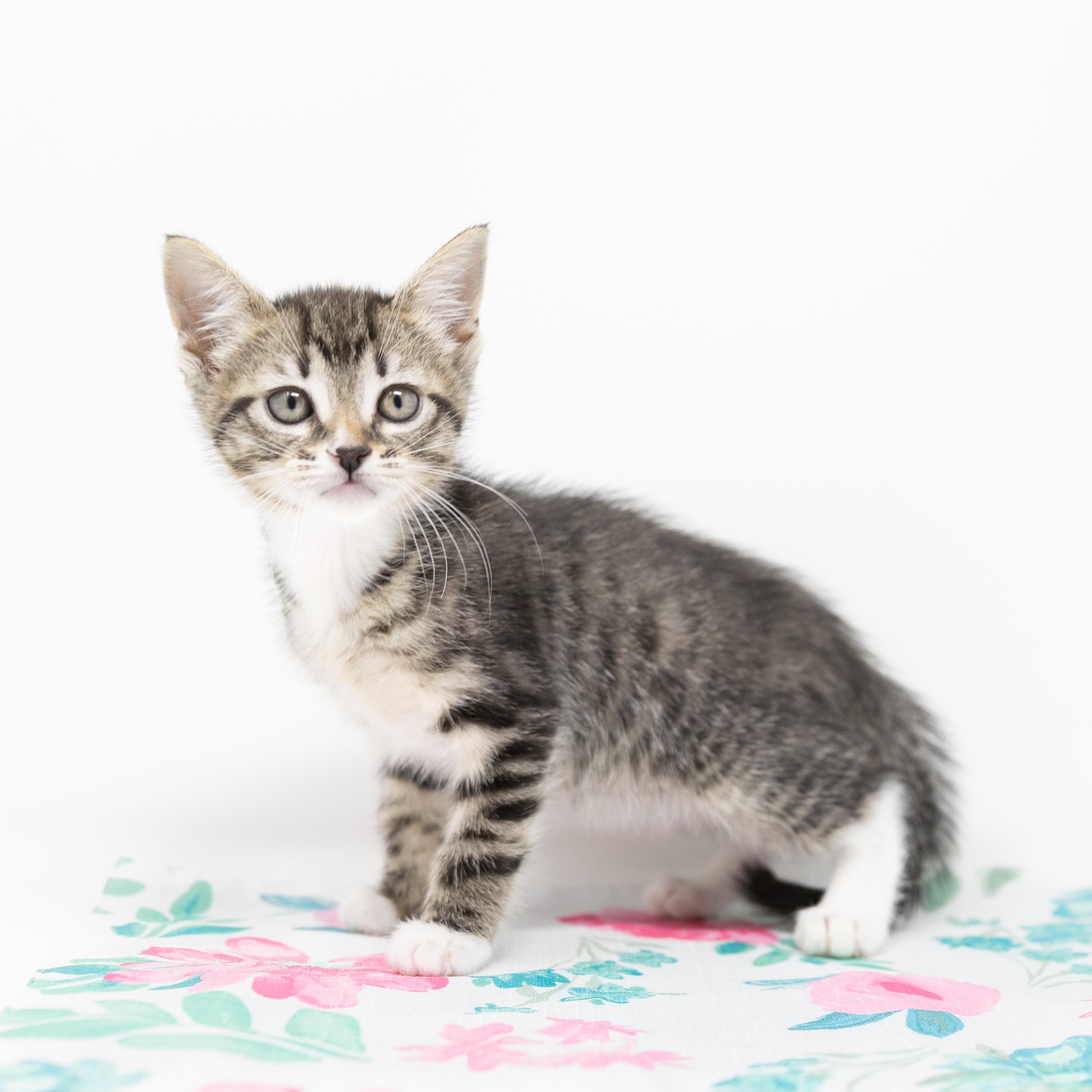 Dr. Mel, Adoptable, Kitten Female Tabby.