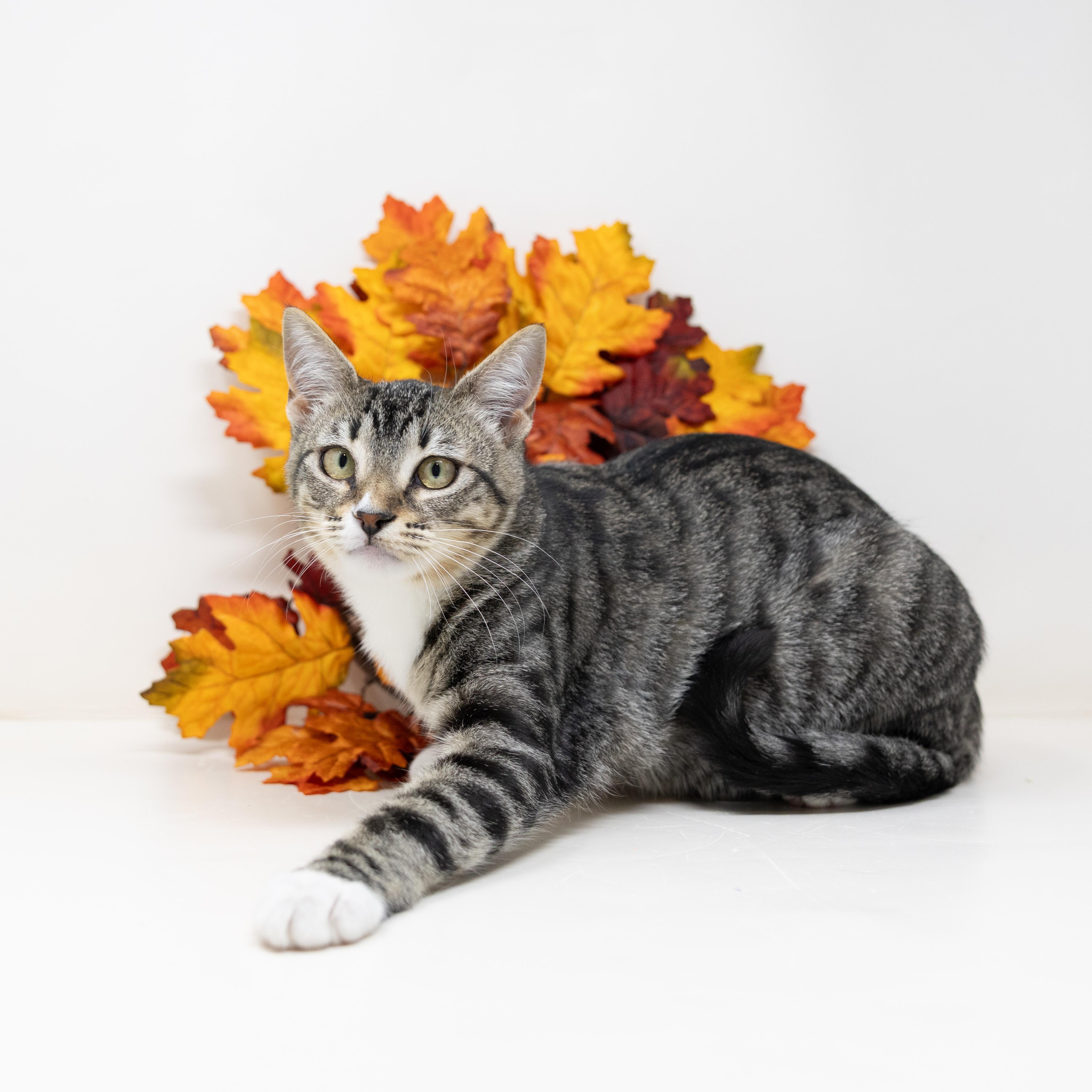 Enlarge Dr. Mel, a Adoptable Tabby in Fort Worth, TX image 2/6