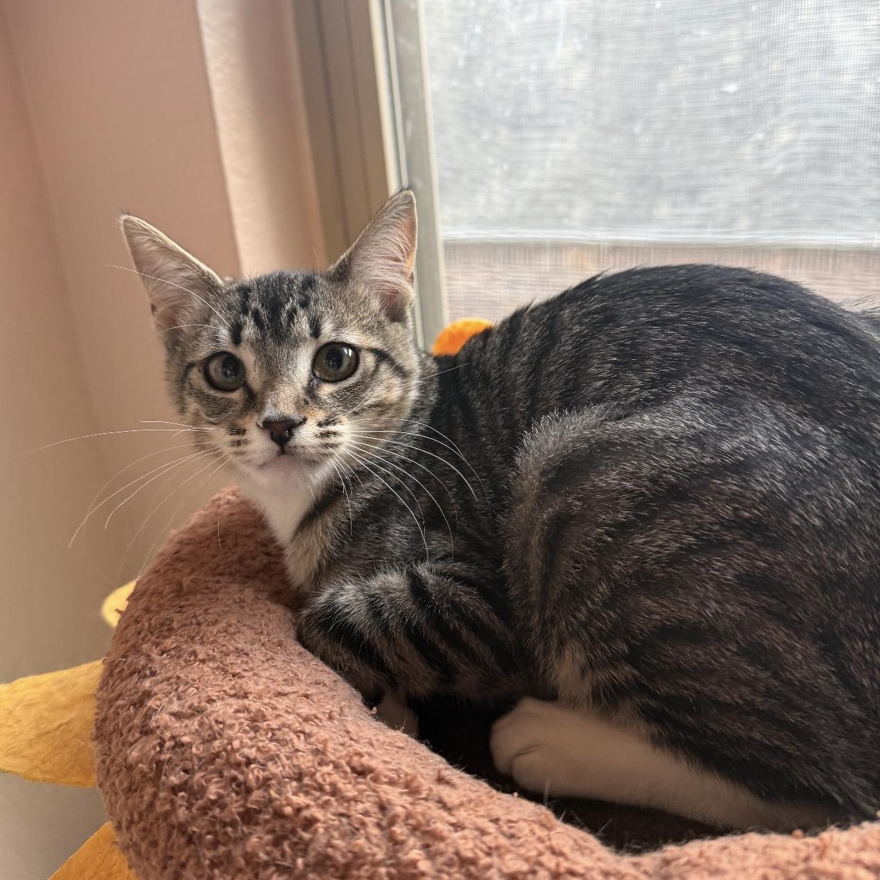 Dr. Mel, Adoptable, Kitten Female Tabby.