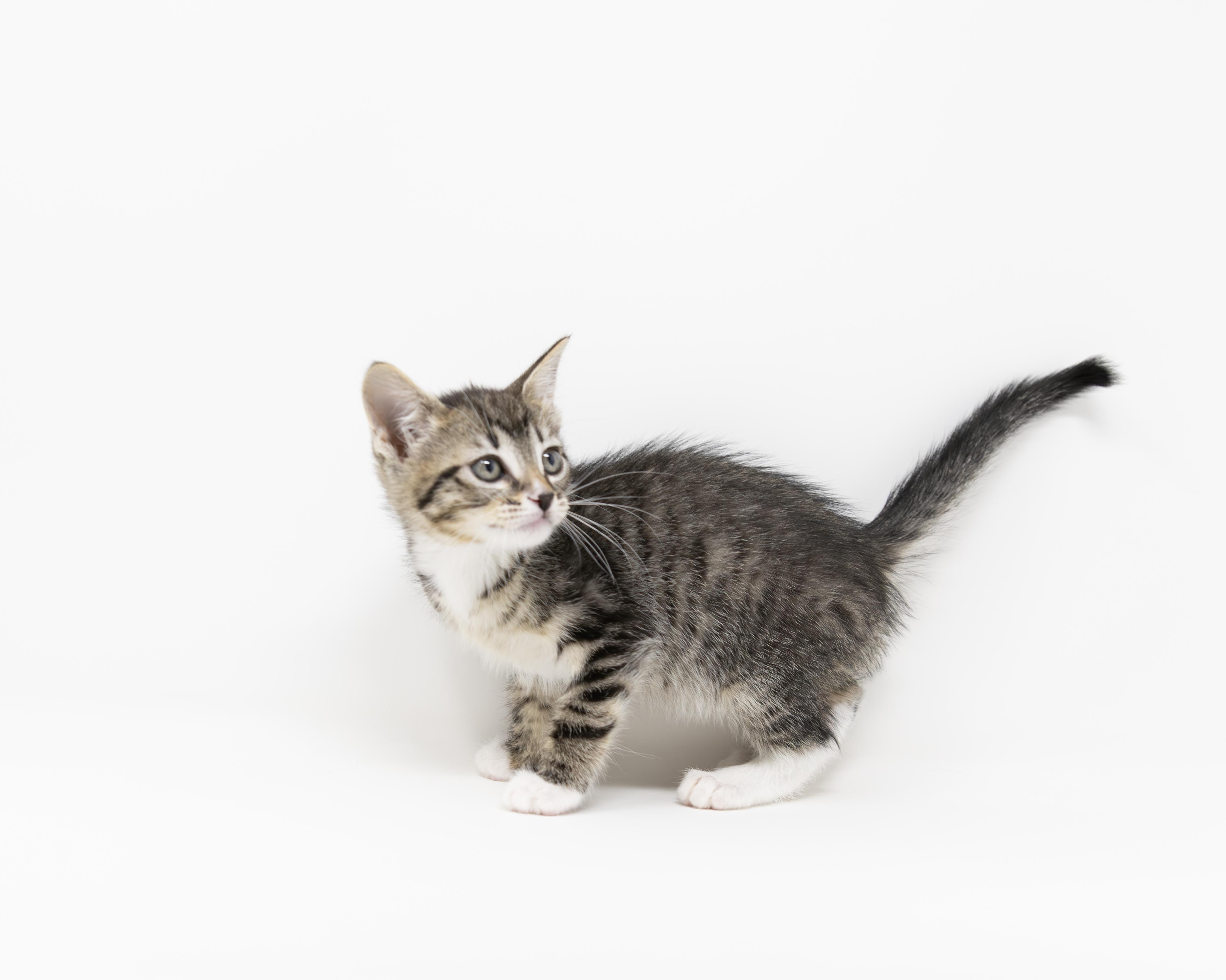Enlarge Dr. Mel, a Adoptable Tabby in Fort Worth, TX image 4/6