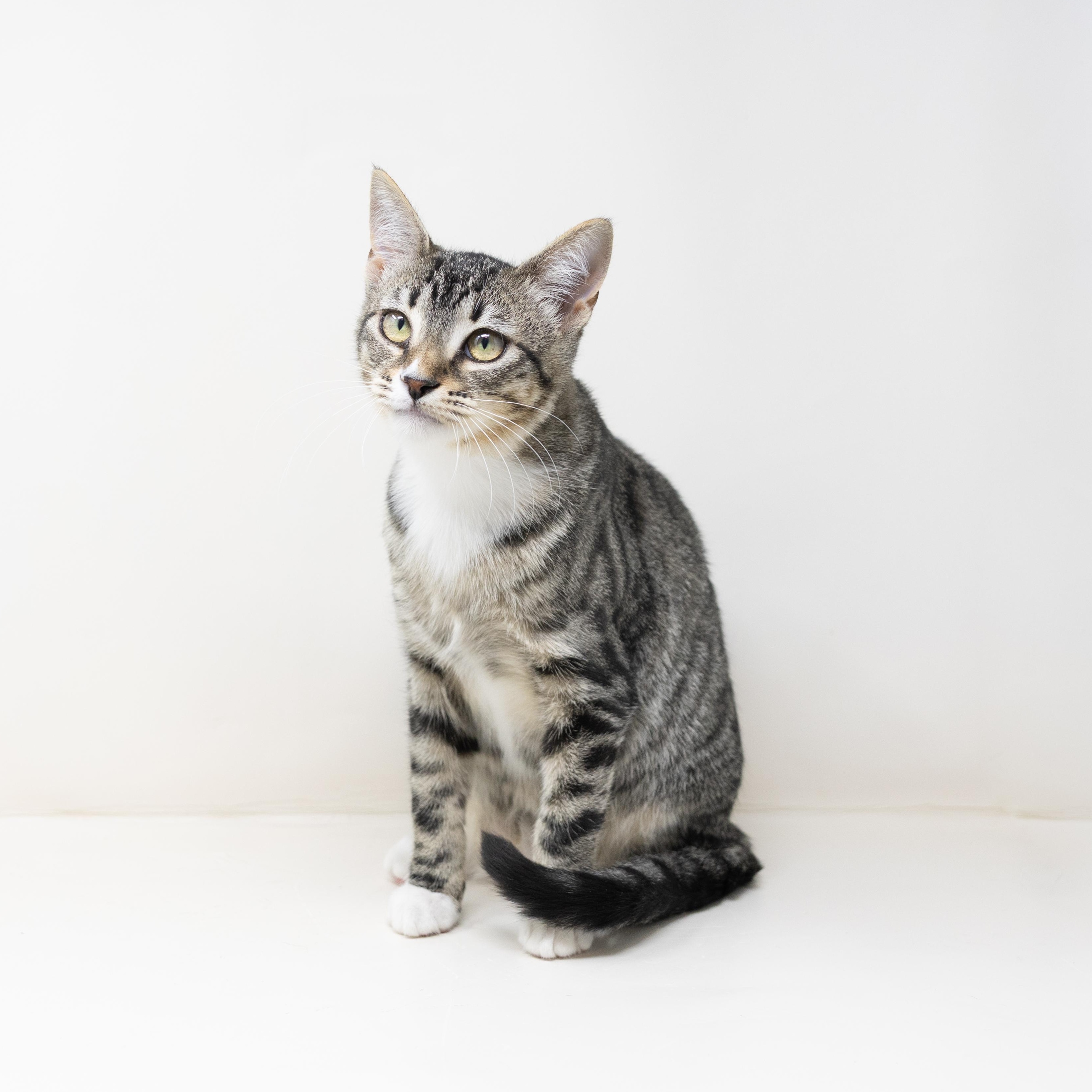 Dr. Mel, Adoptable, Kitten Female Tabby.