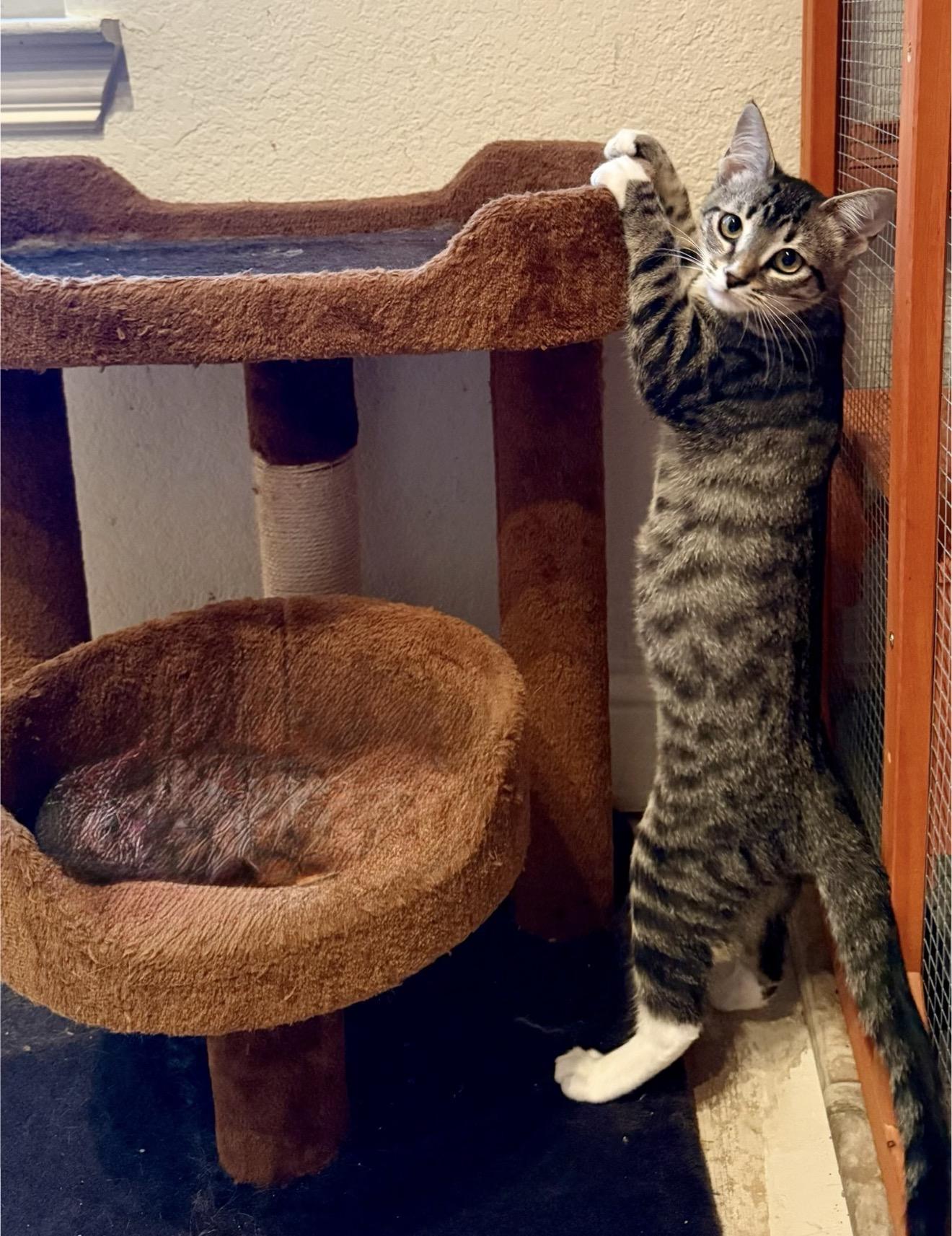 Dr. Mel, a Adoptable Tabby in Fort Worth, TX image 2/6