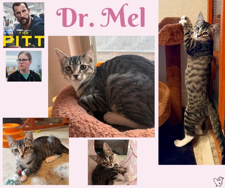 Dr. Mel, a Adoptable Tabby in Fort Worth, TX image 3/6