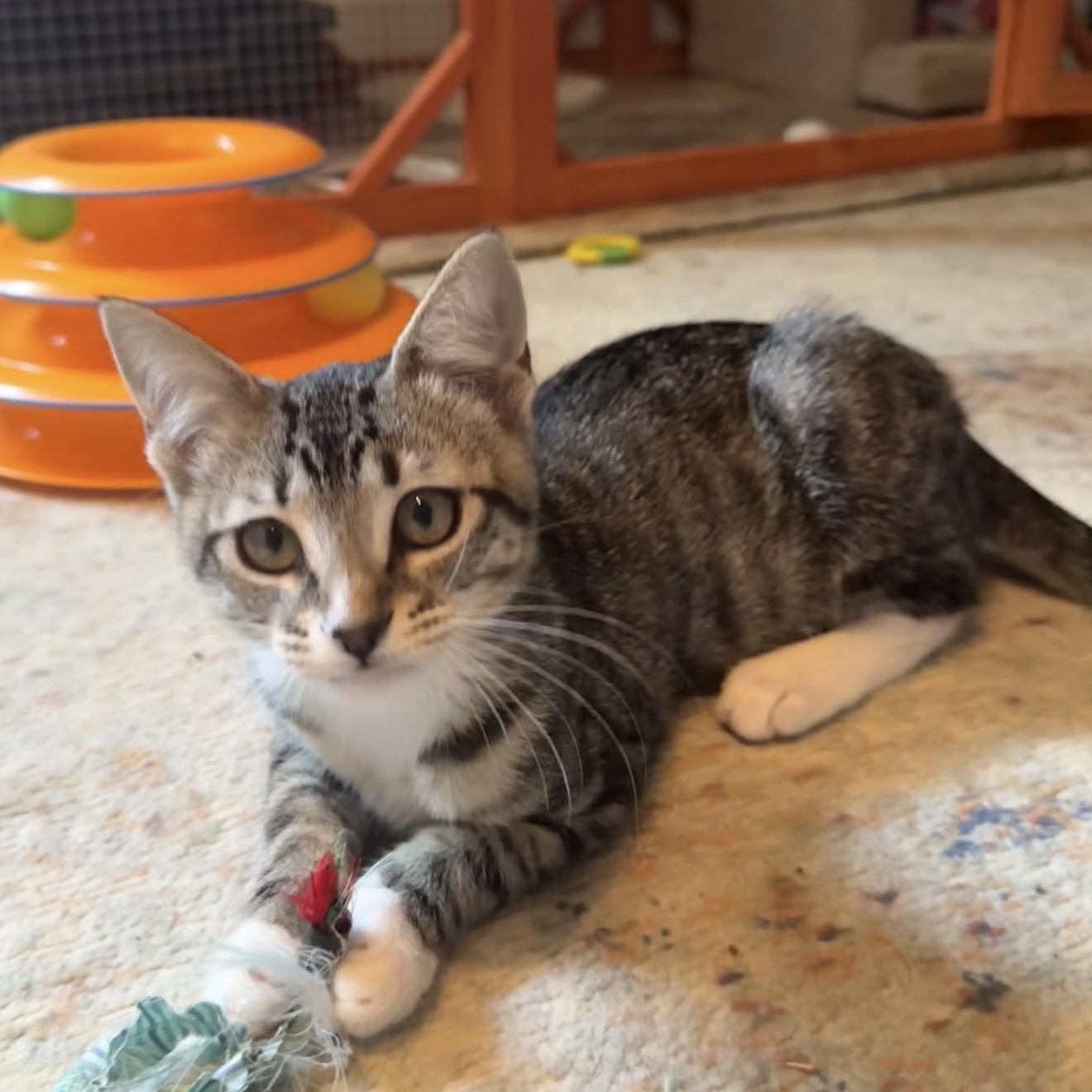 Dr. Mel, a Adoptable Tabby in Fort Worth, TX image 4/6