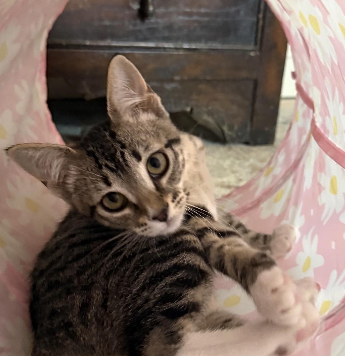Dr. Mel, a Adoptable Tabby in Fort Worth, TX image 5/6