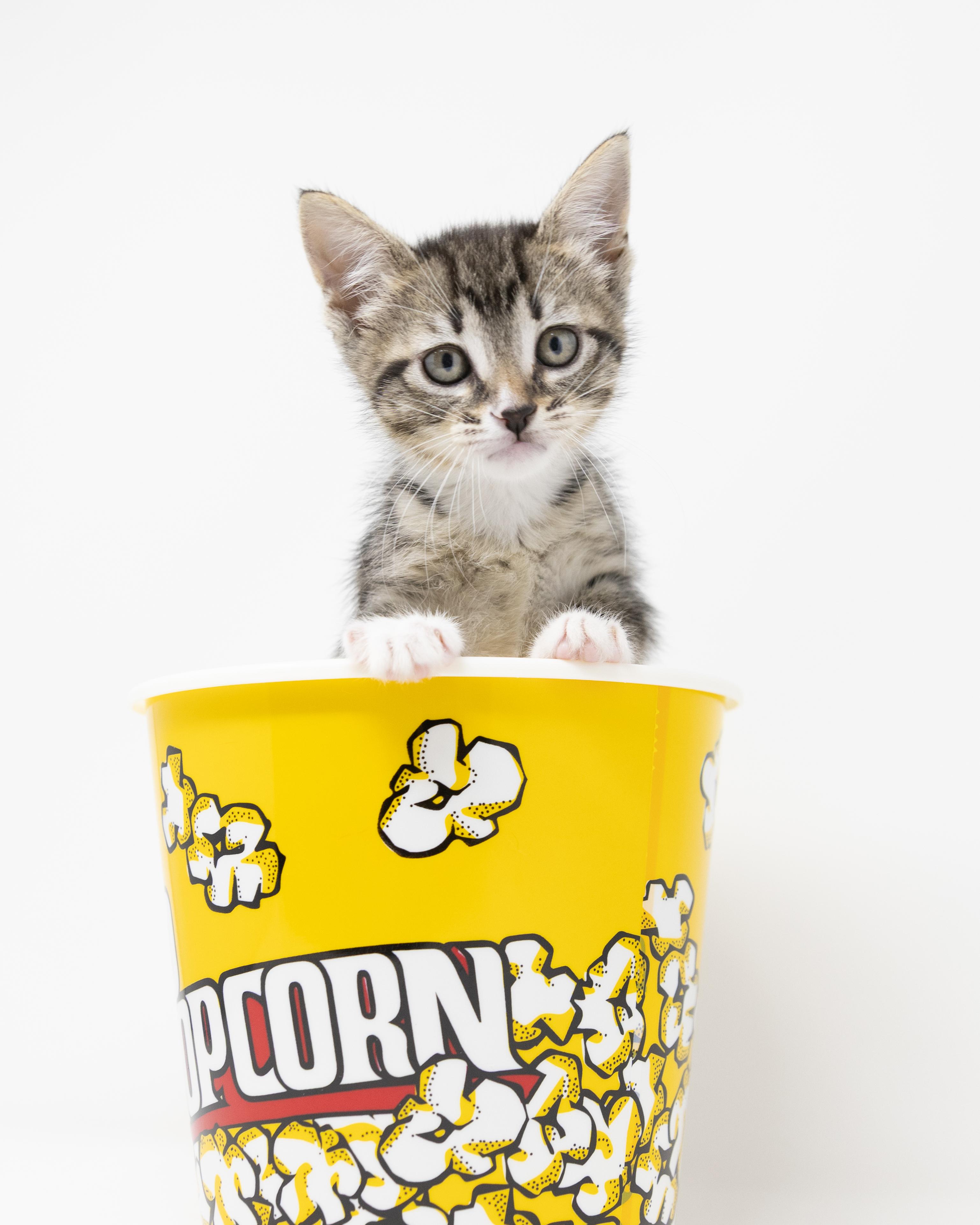 Enlarge Dr. Mel, a Adoptable Tabby in Fort Worth, TX image 5/6