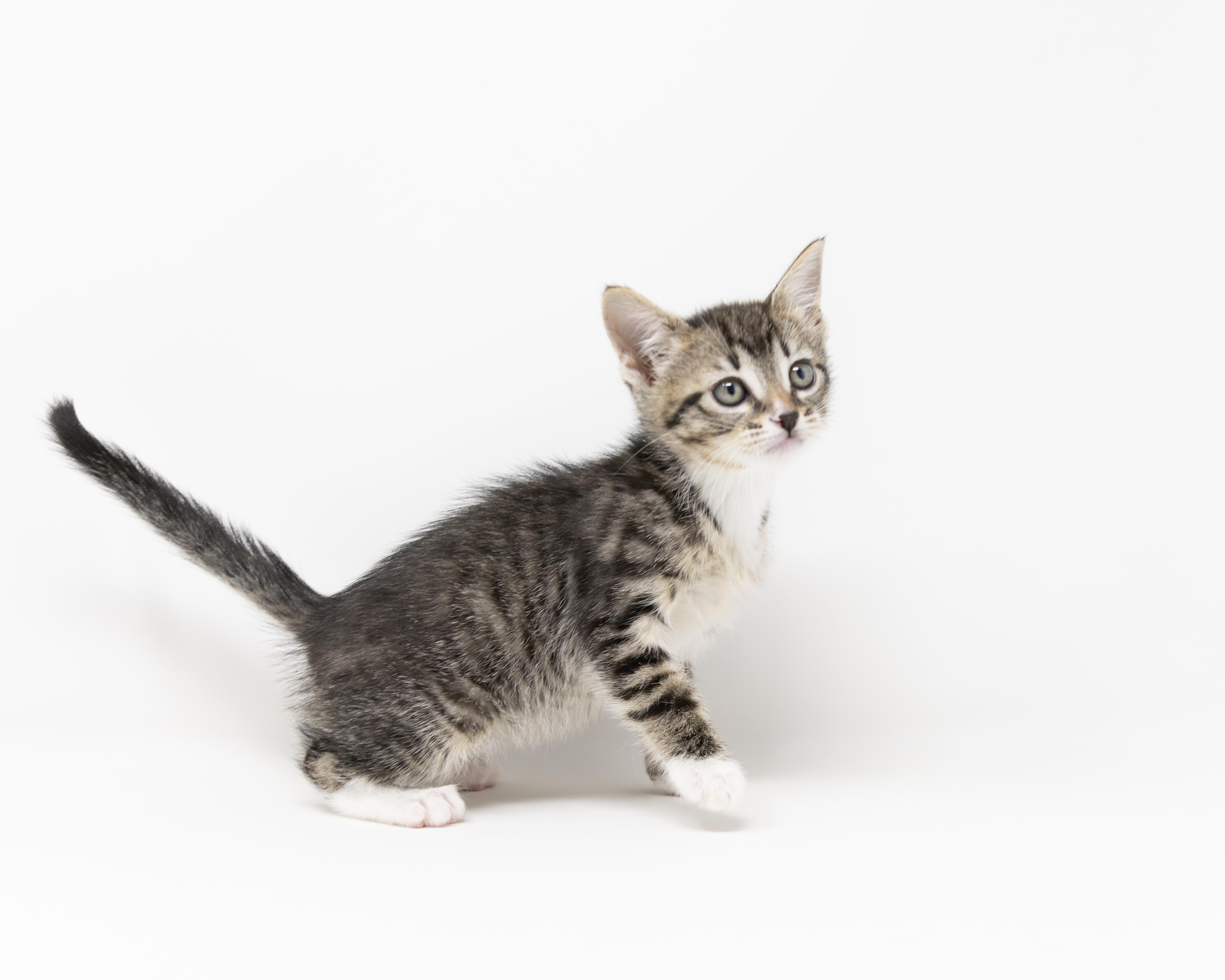 Enlarge Dr. Mel, a Adoptable Tabby in Fort Worth, TX image 2/6