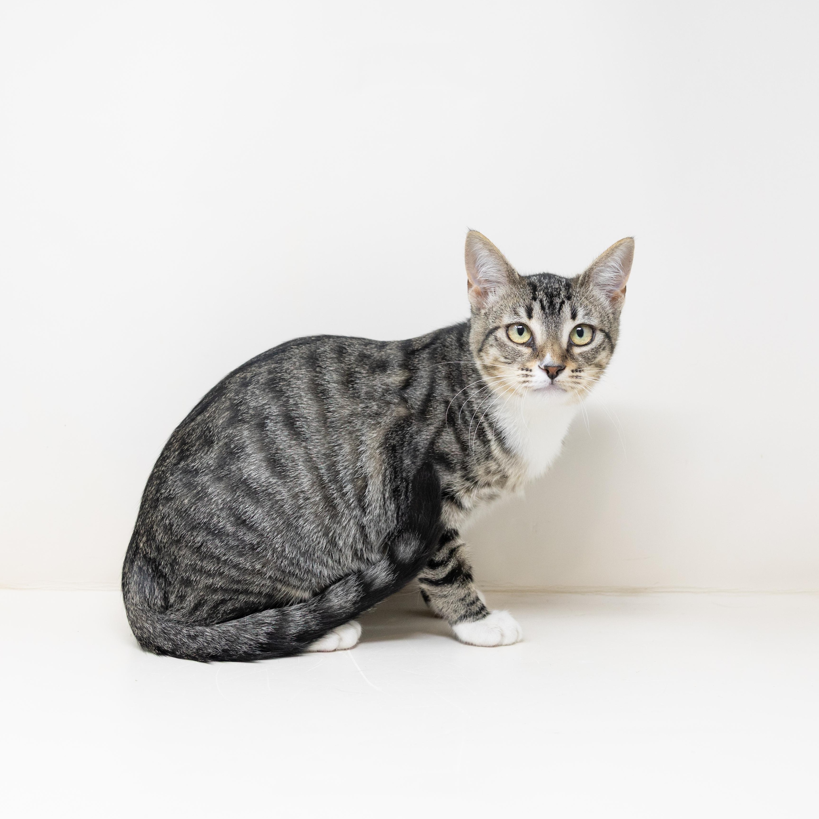 Enlarge Dr. Mel, a Adoptable Tabby in Fort Worth, TX image 3/6