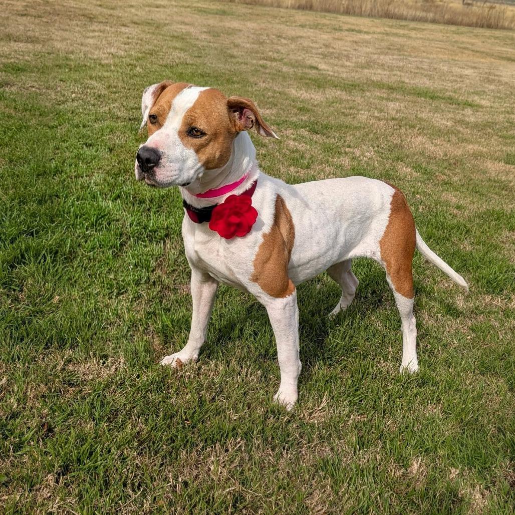Enlarge Crackers, a Adoptable Pit Bull Terrier in Norfolk, NE image 1/6