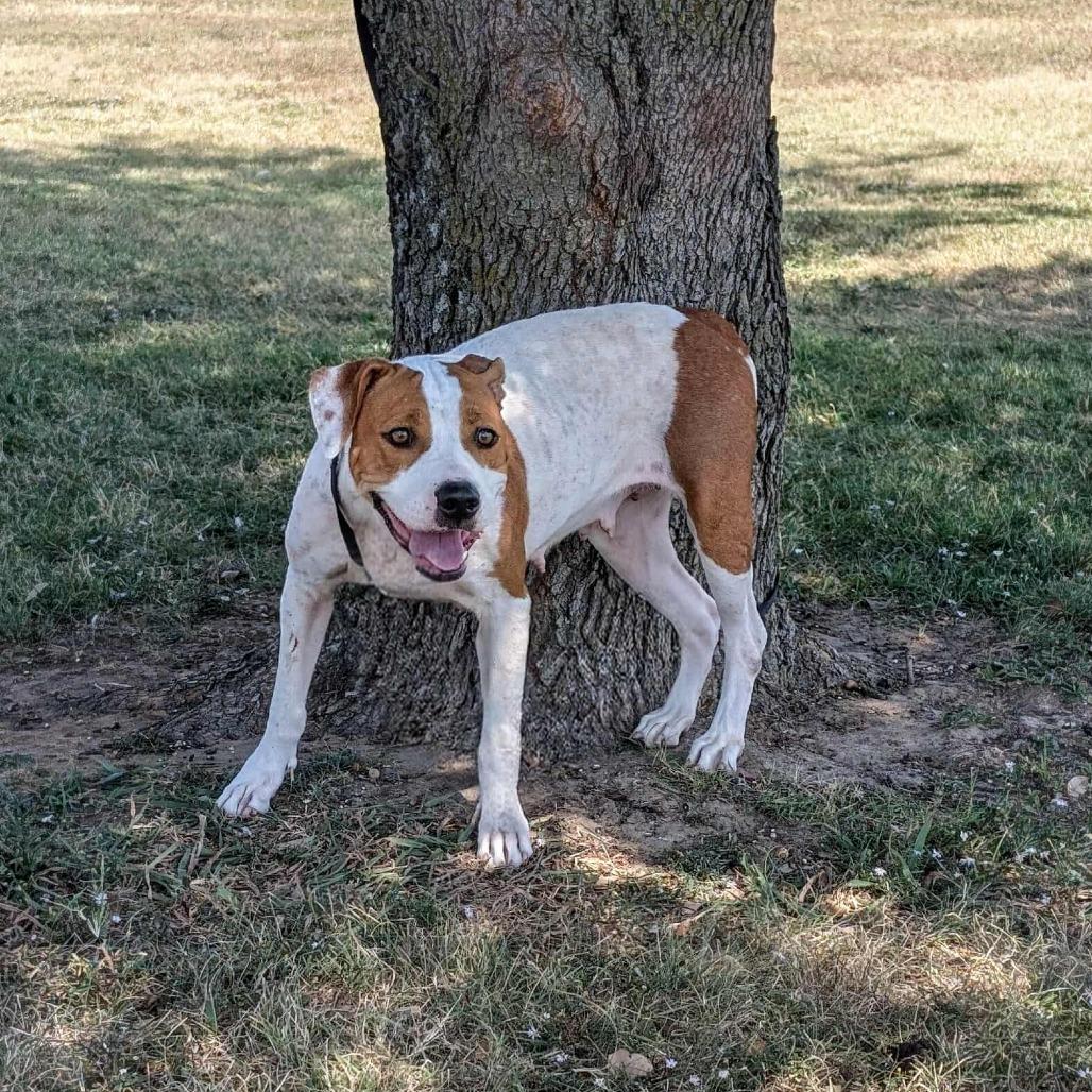 Enlarge Crackers, a Adoptable Pit Bull Terrier in Norfolk, NE image 2/6