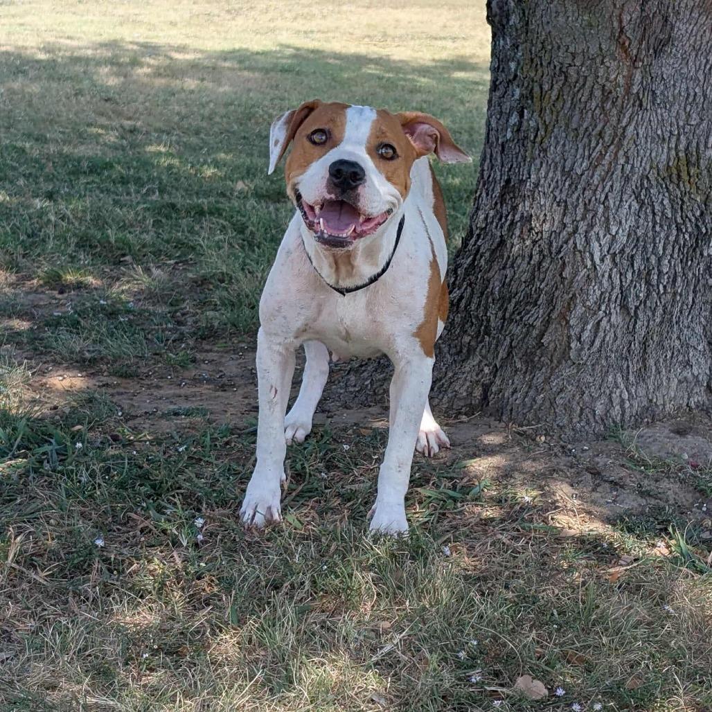 Enlarge Crackers, a Adoptable Pit Bull Terrier in Norfolk, NE image 3/6