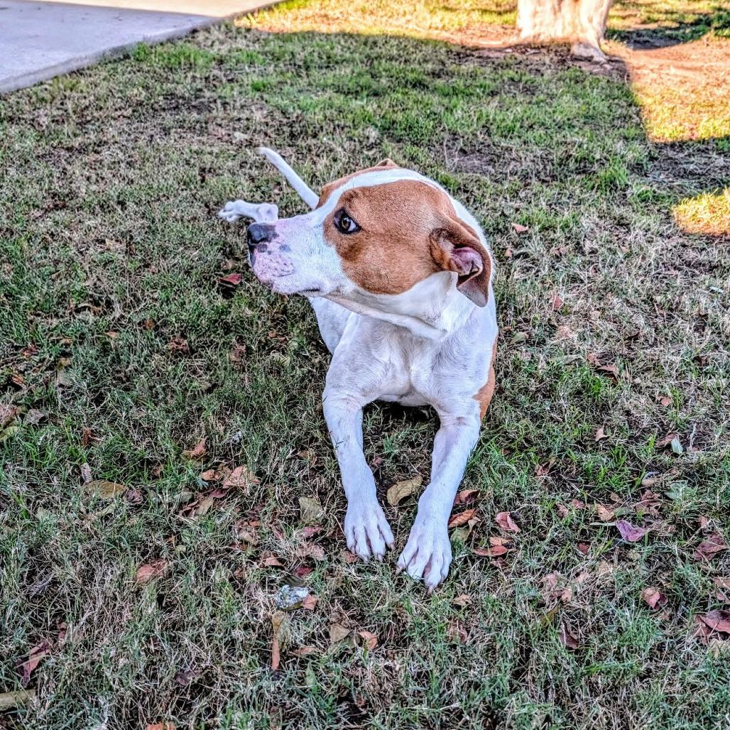 Enlarge Crackers, a Adoptable Pit Bull Terrier in Norfolk, NE image 4/6