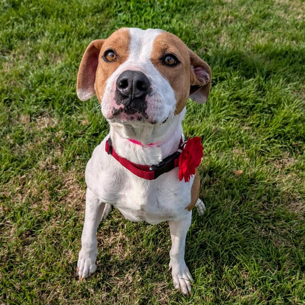 Enlarge Crackers, a Adoptable Pit Bull Terrier in Norfolk, NE image 5/6