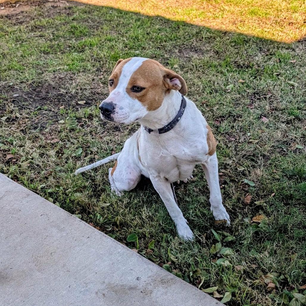 Enlarge Crackers, a Adoptable Pit Bull Terrier in Norfolk, NE image 6/6
