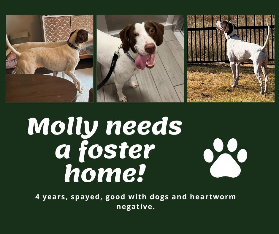 Needs Foster Molly (TX), Adoptable, Adult Female English Pointer.