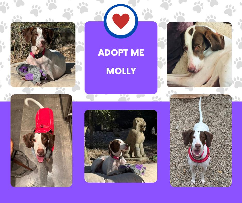 Molly (AZ), Adoptable, Adult Female English Pointer.
