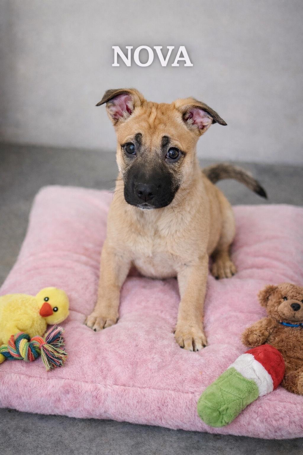 Enlarge Nova, a ADOPTABLE mixed breed in Momence, IL image 1/1