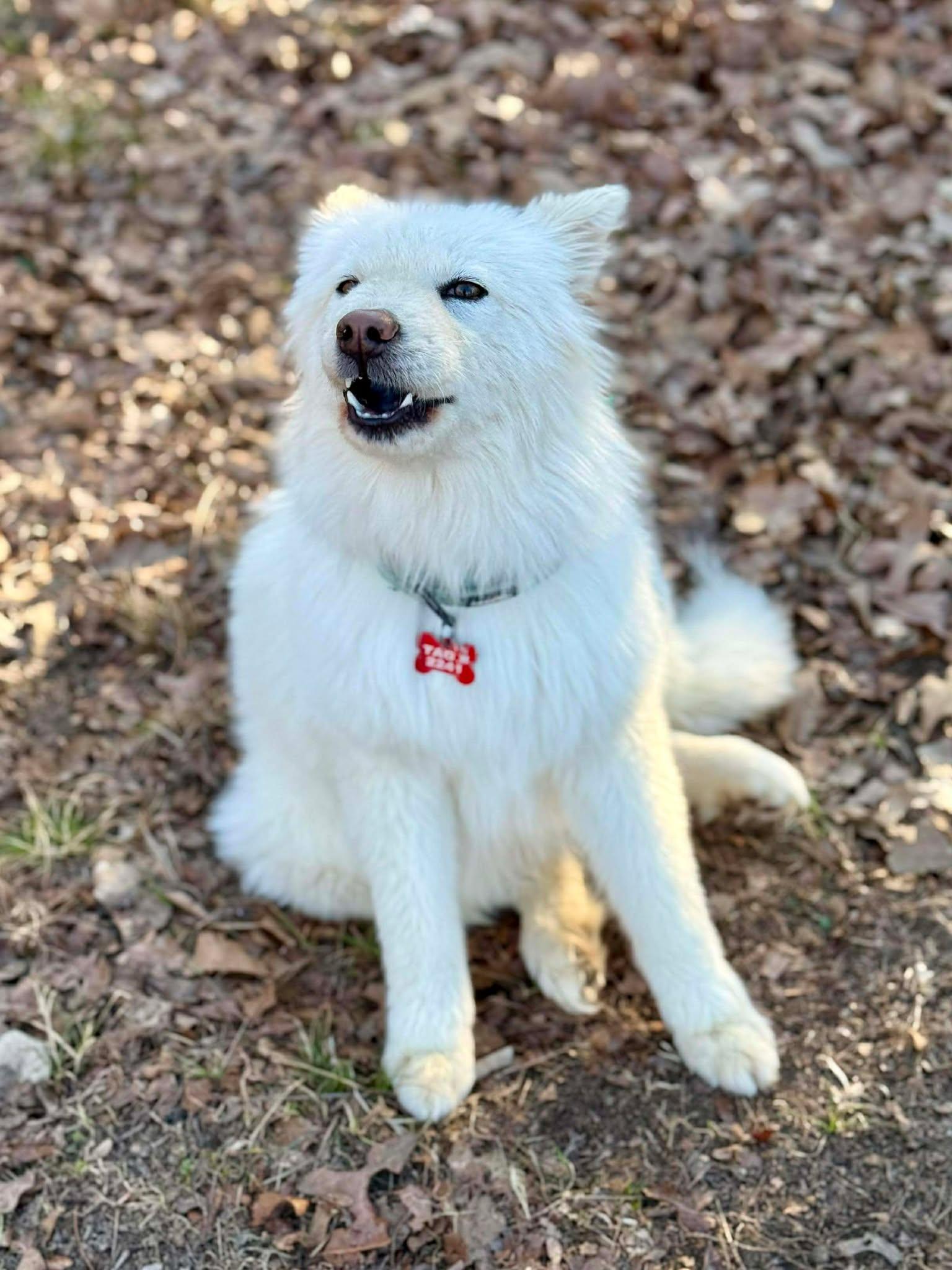Enlarge Waverly Woofington , an adopted mixed breed in Kiowa, OK image 2/6
