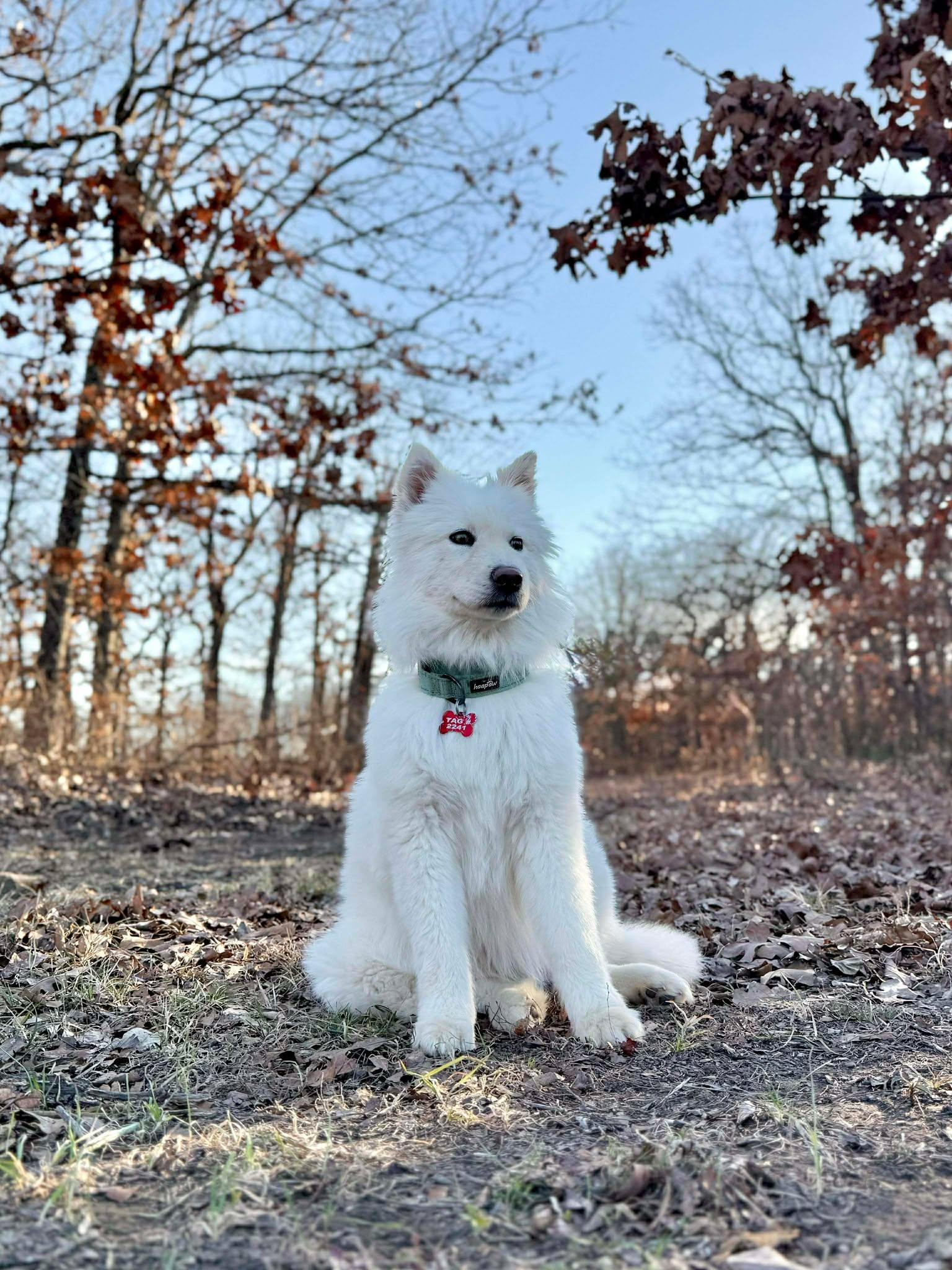 Enlarge Waverly Woofington , an adopted mixed breed in Kiowa, OK image 5/6