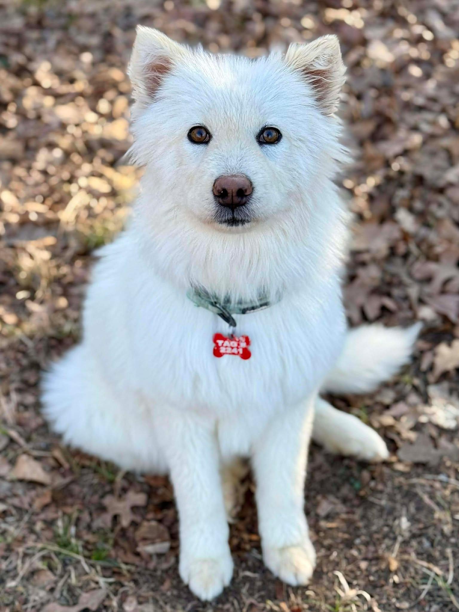 Enlarge Waverly Woofington , an adopted mixed breed in Kiowa, OK image 1/6