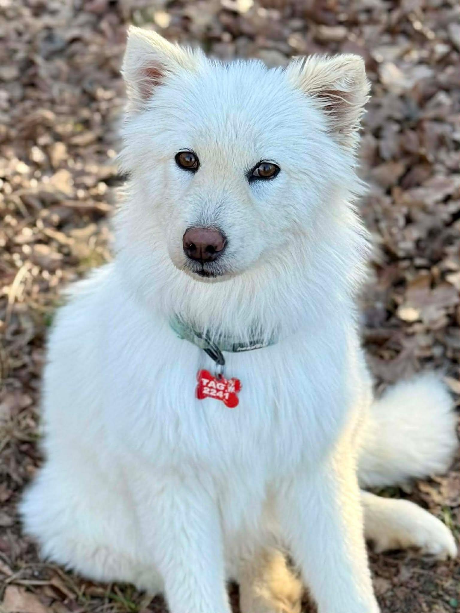 Enlarge Waverly Woofington , an adopted mixed breed in Kiowa, OK image 3/6