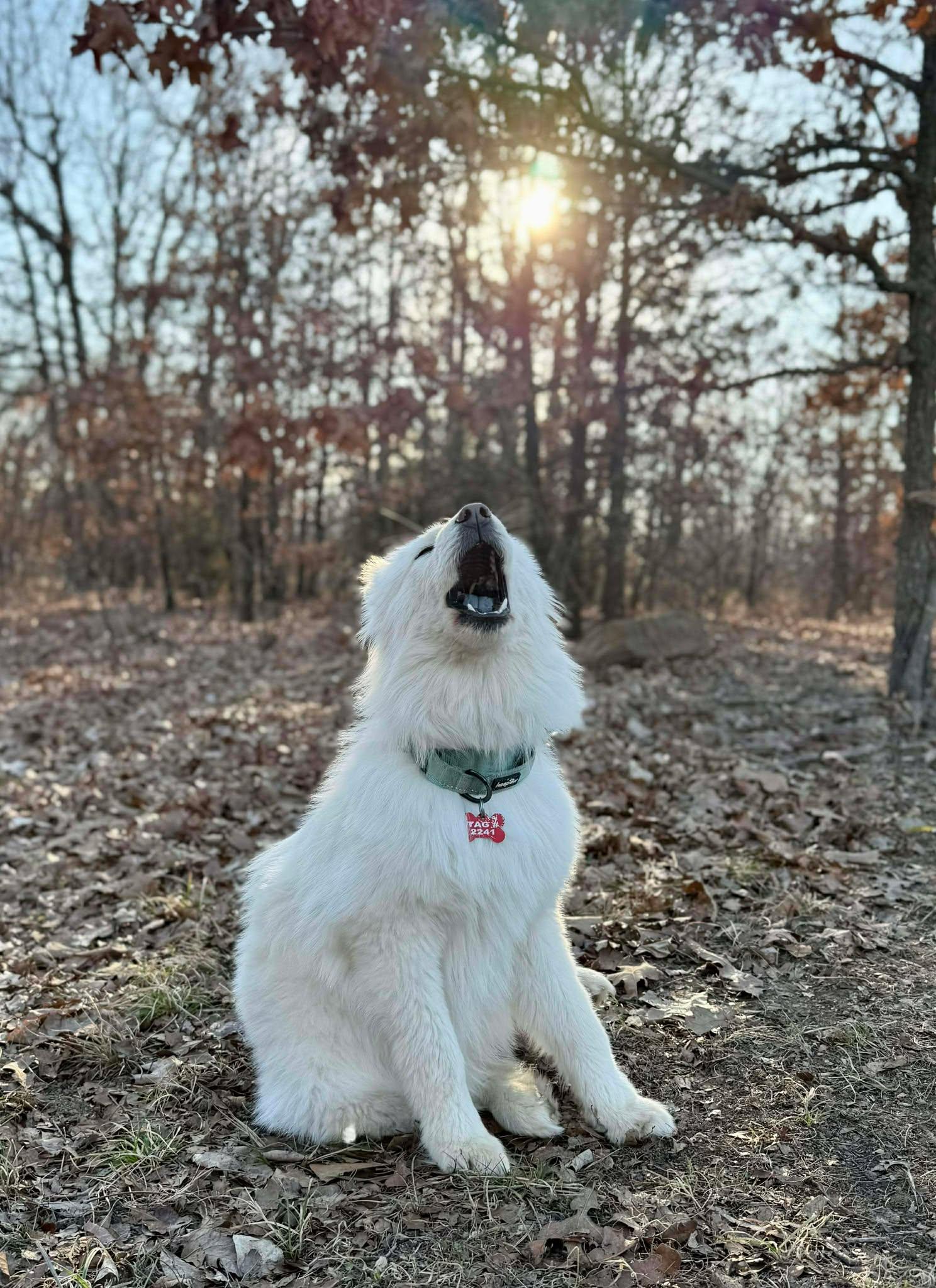 Enlarge Waverly Woofington , an adopted mixed breed in Kiowa, OK image 4/6