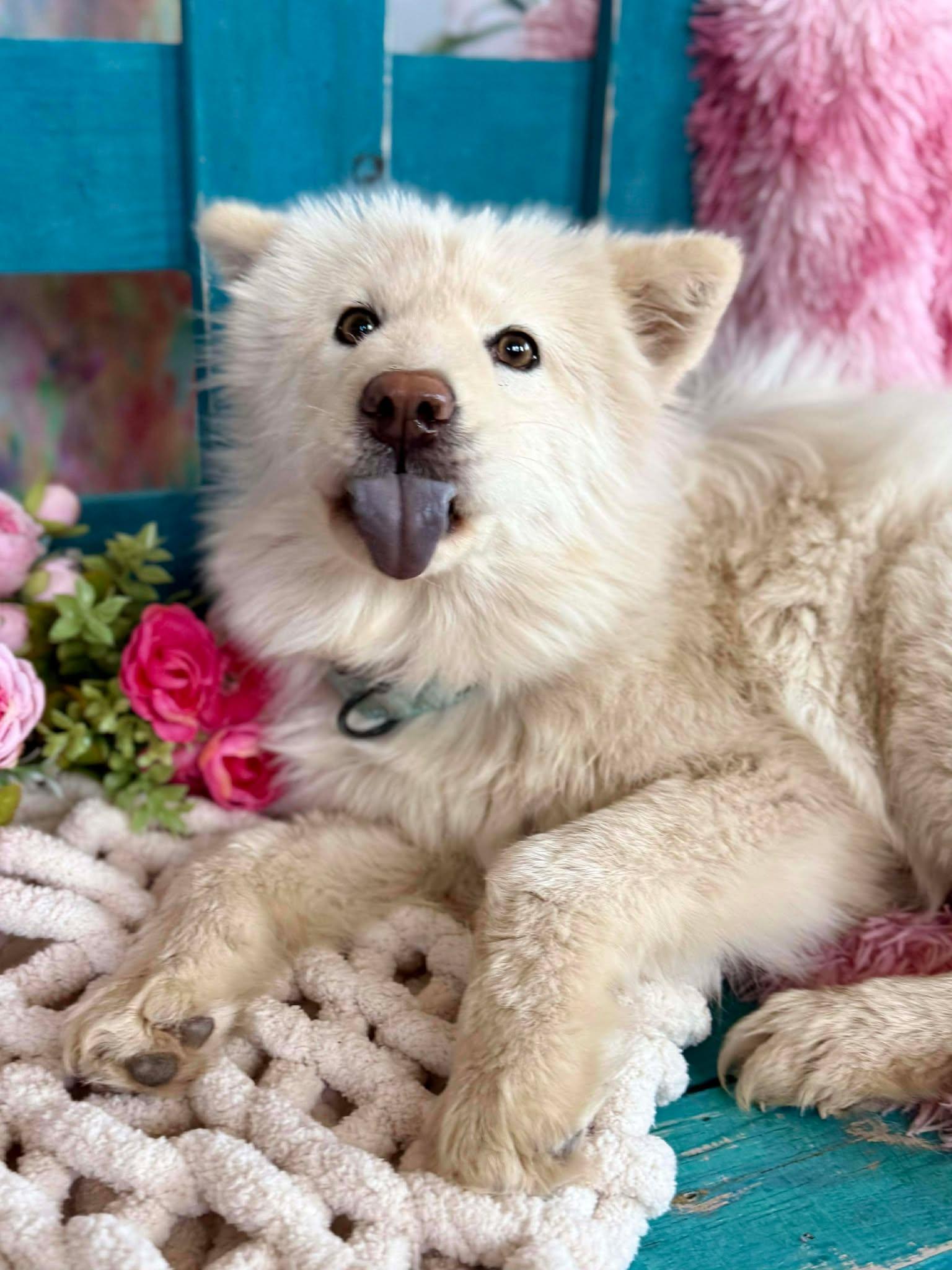 Enlarge Waverly Woofington , an adopted mixed breed in Kiowa, OK image 6/6