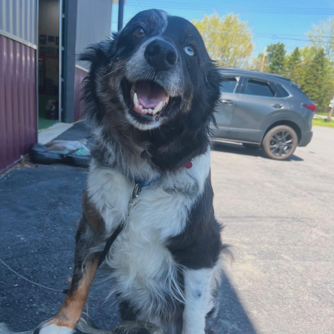 Doris, an adoptable Australian Shepherd in West Falls, NY image 3/4