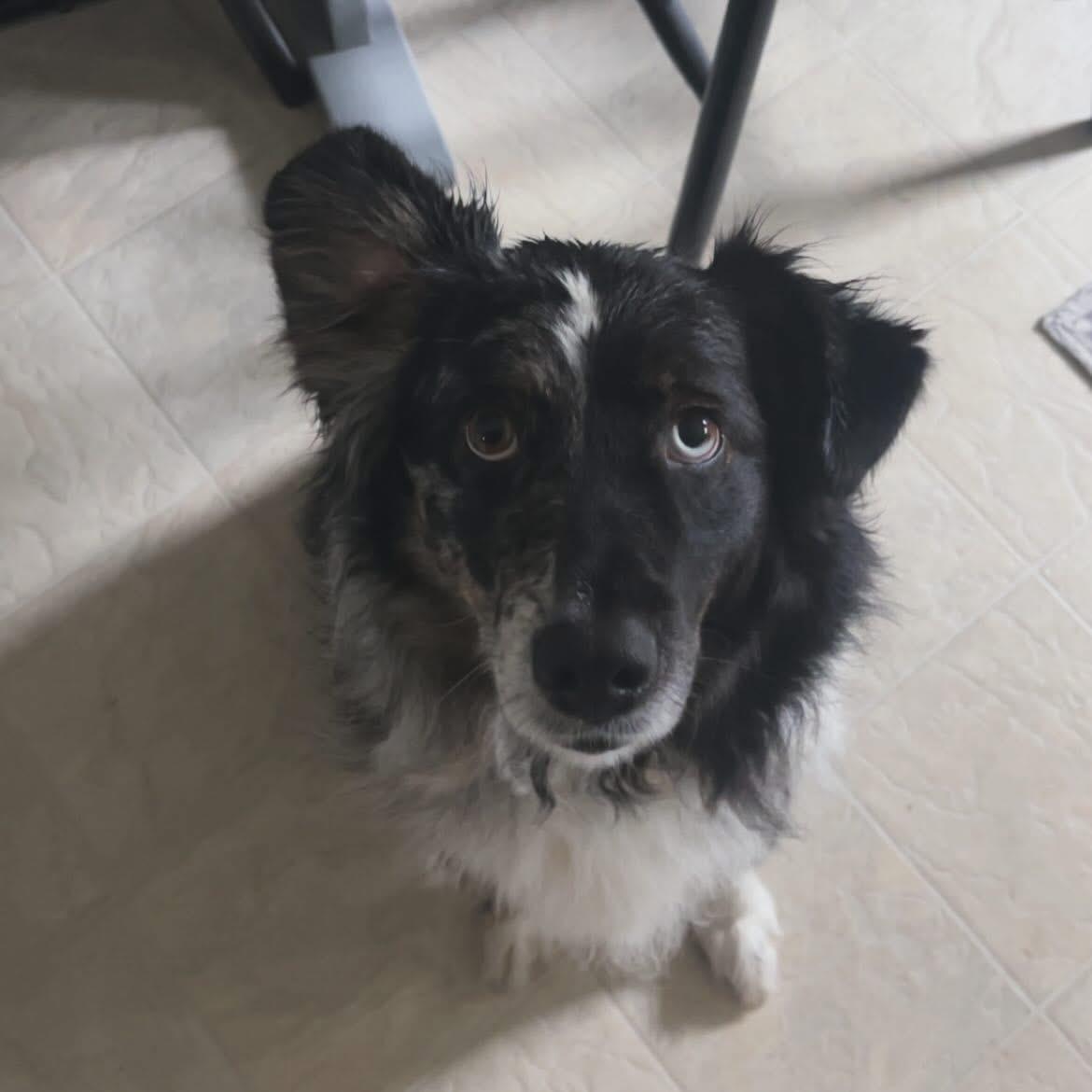 Doris, an adoptable Australian Shepherd in West Falls, NY image 4/4