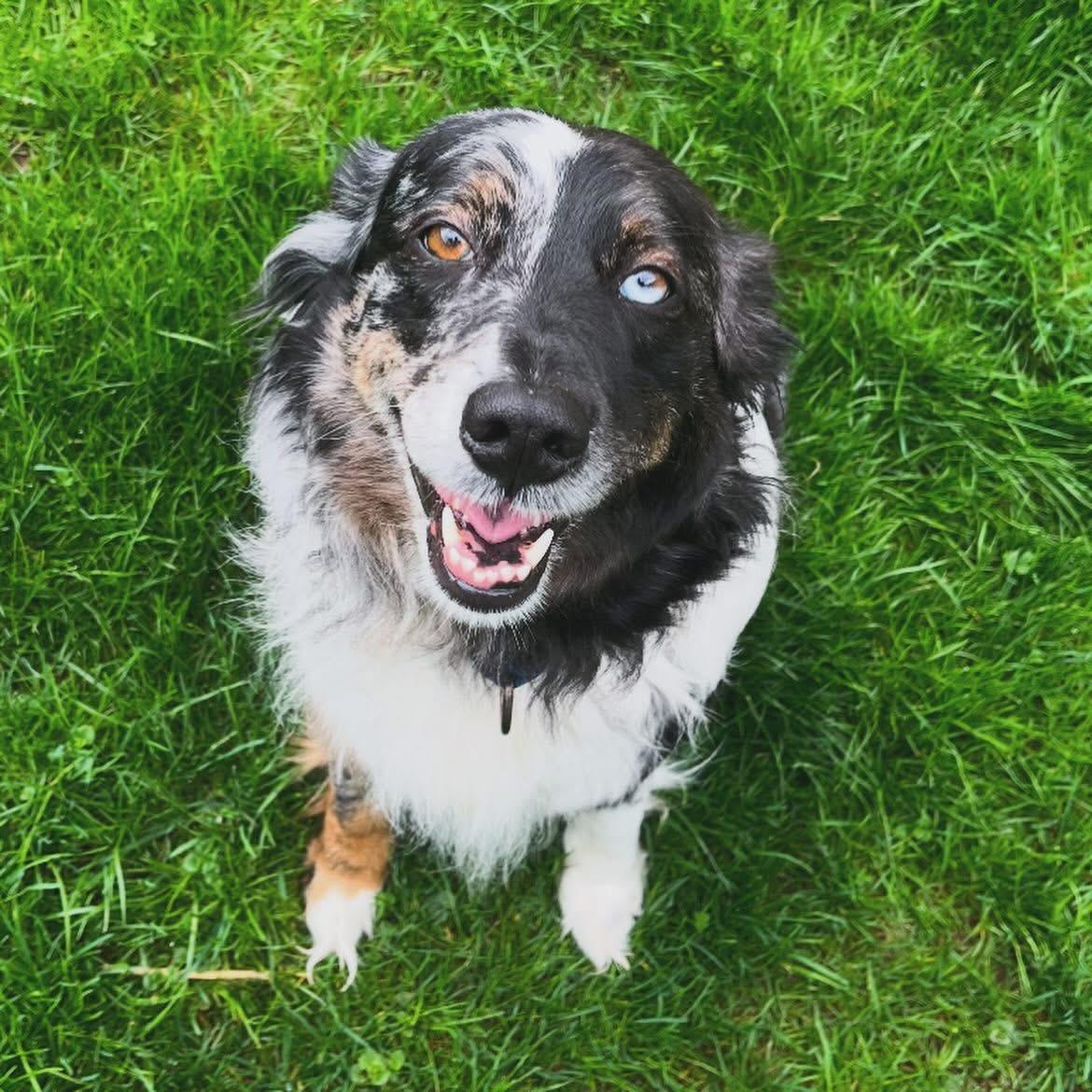 Doris, adoptable, Adult Female Australian Shepherd.
