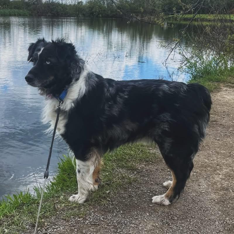 Doris, an adoptable Australian Shepherd in West Falls, NY image 2/4
