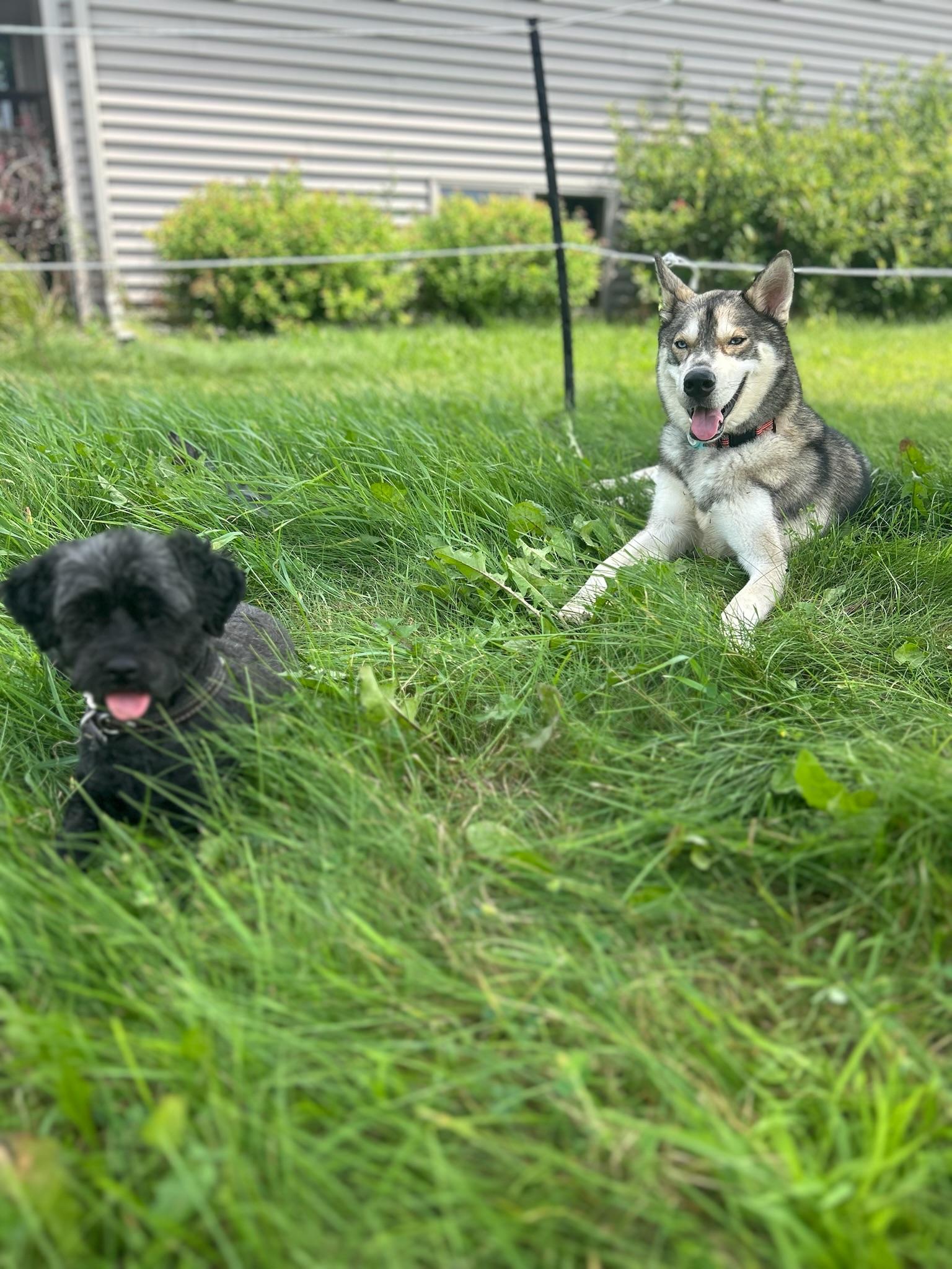 Diego, an adopted Siberian Husky in Minneapolis , MN image 2/5