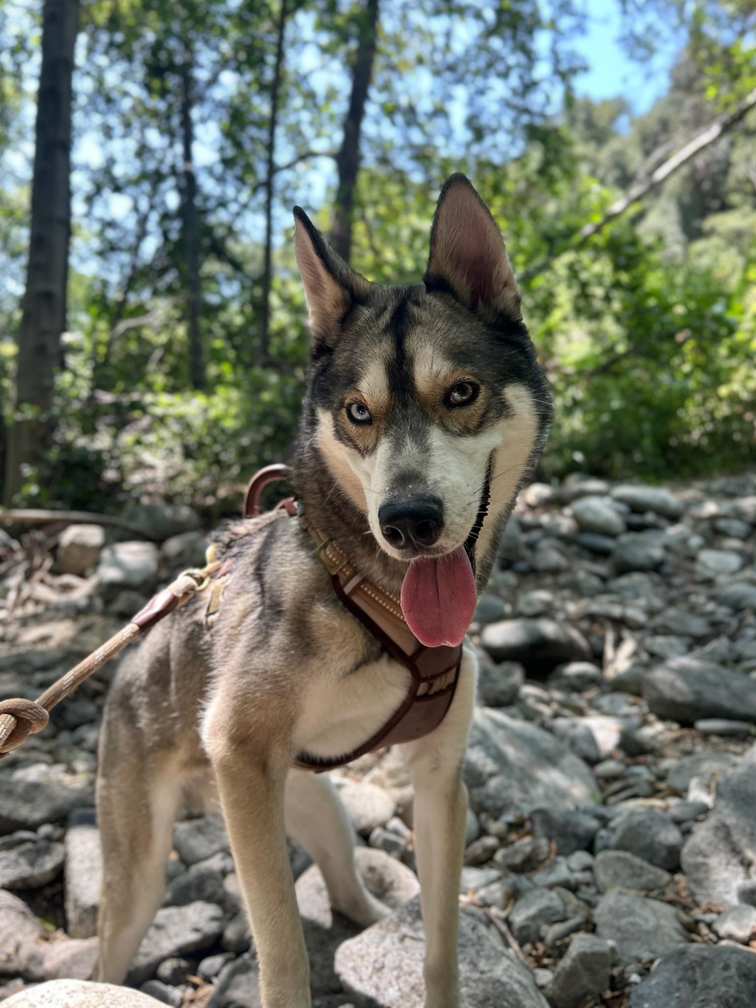 Diego, an adoptable Siberian Husky in Green bay, WI, 54301 | Photo Image 1