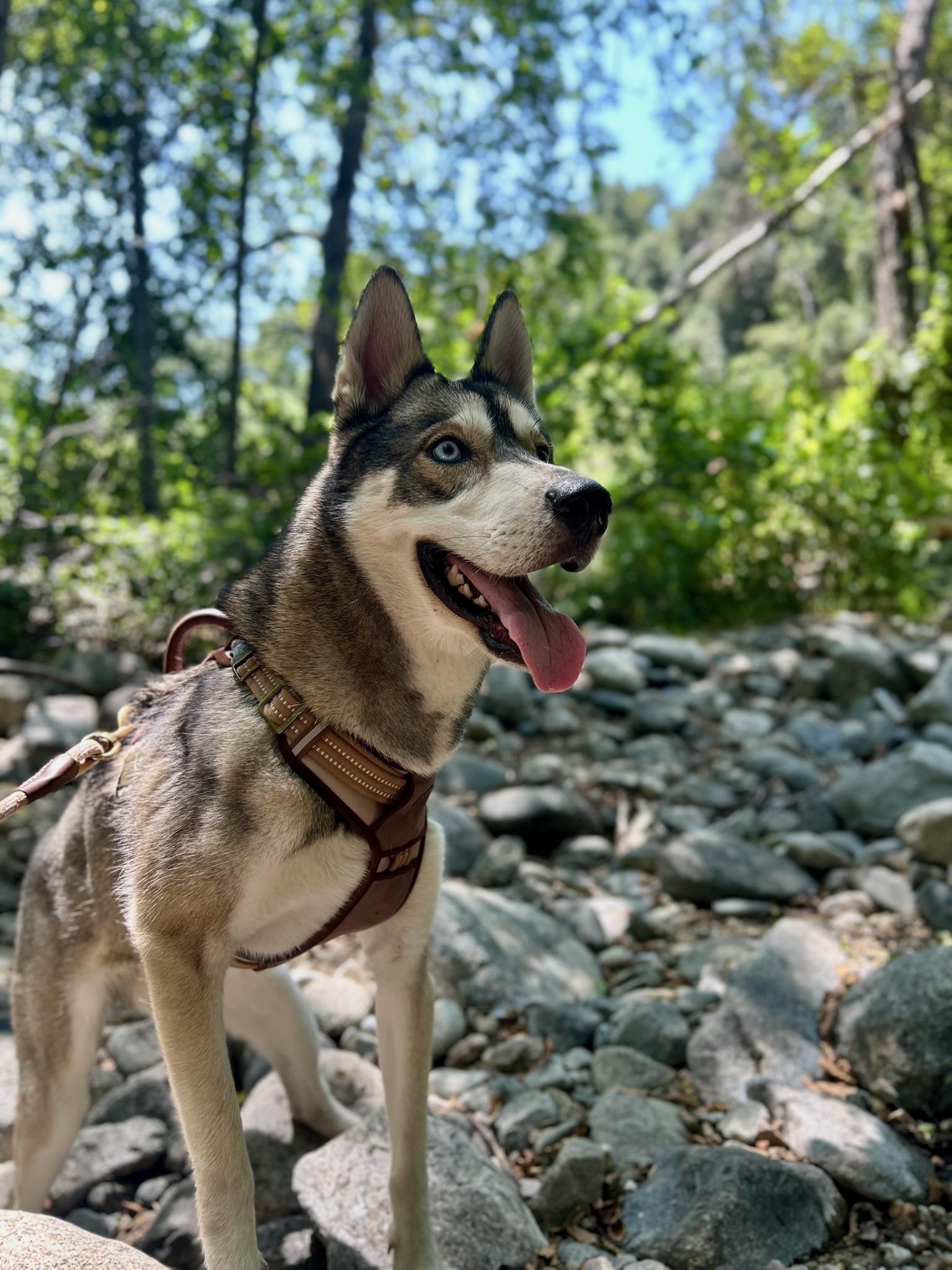 Diego, an adoptable Siberian Husky in Green bay, WI, 54301 | Photo Image 5