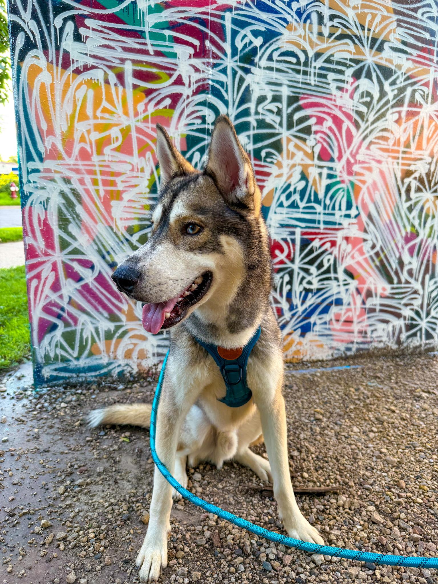 Diego, an adoptable Siberian Husky in Green bay, WI, 54301 | Photo Image 2