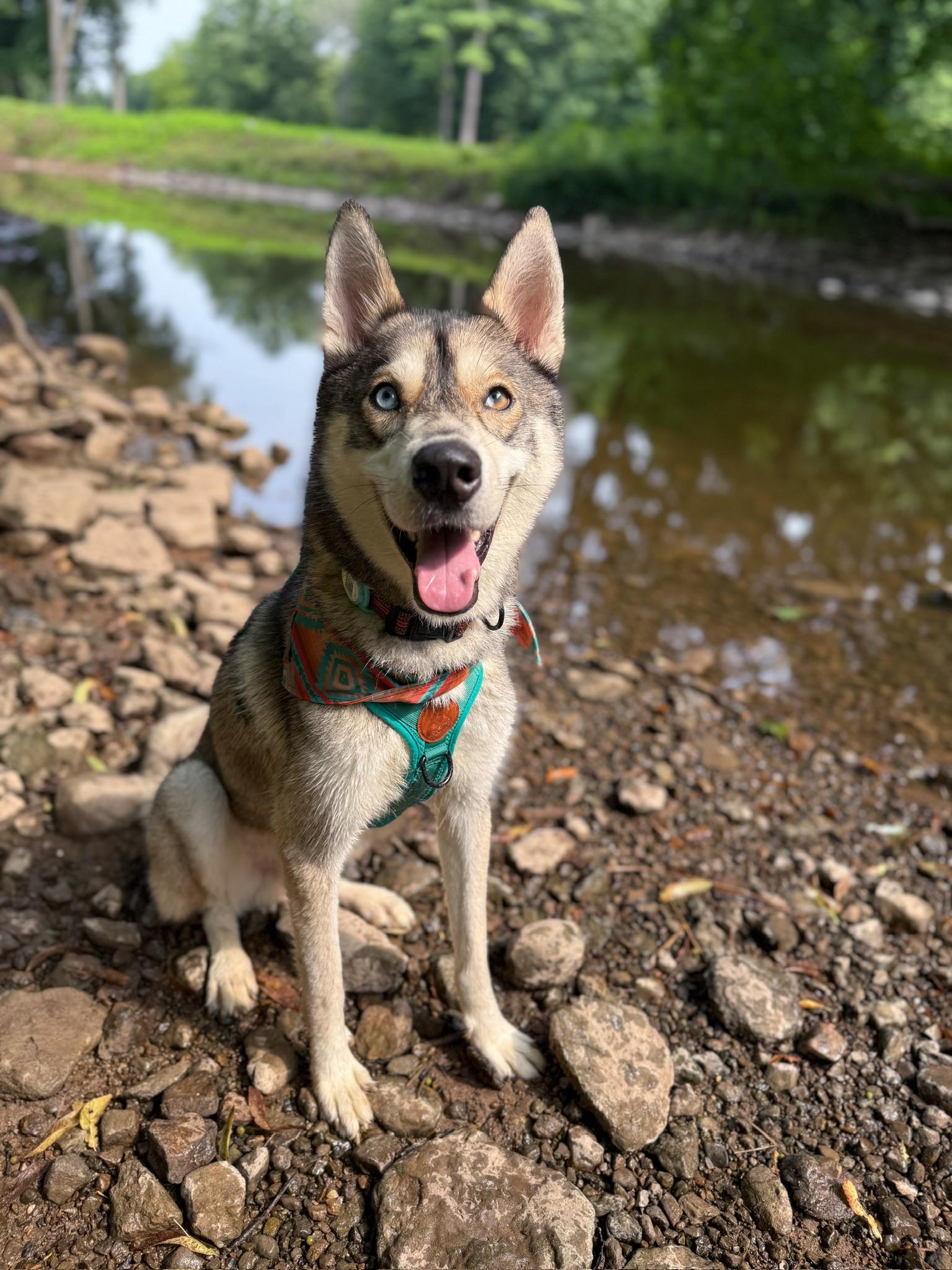 Diego, an adopted Siberian Husky in Minneapolis , MN image 1/5