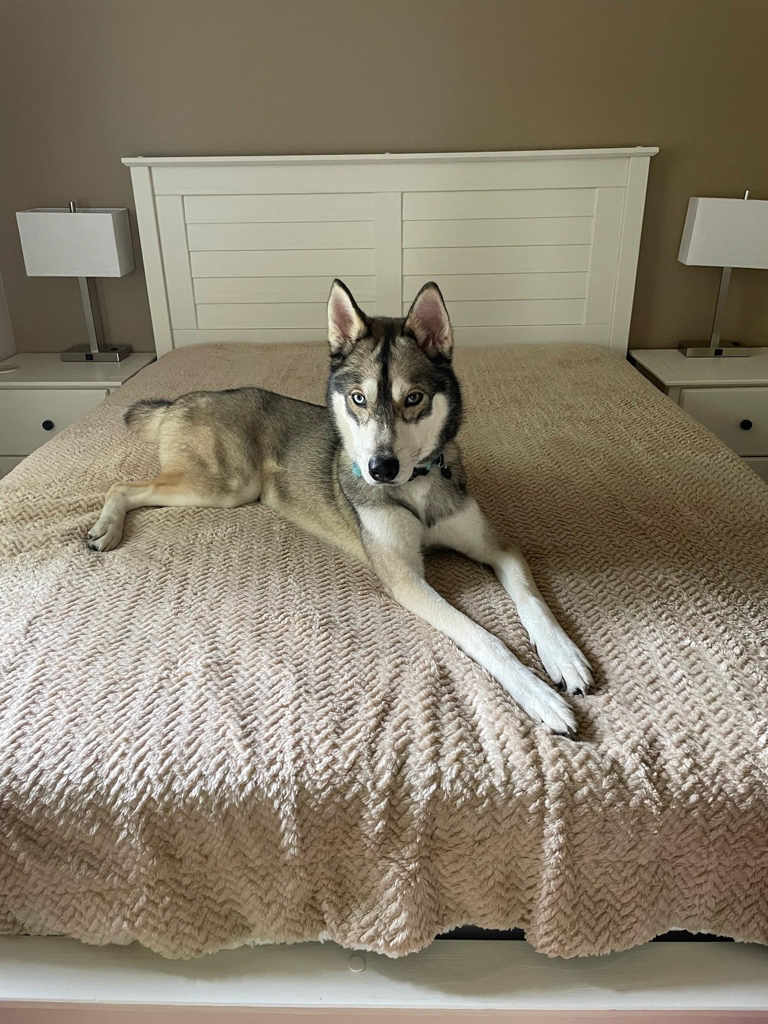 Diego, an adoptable Siberian Husky in Green bay, WI, 54301 | Photo Image 3